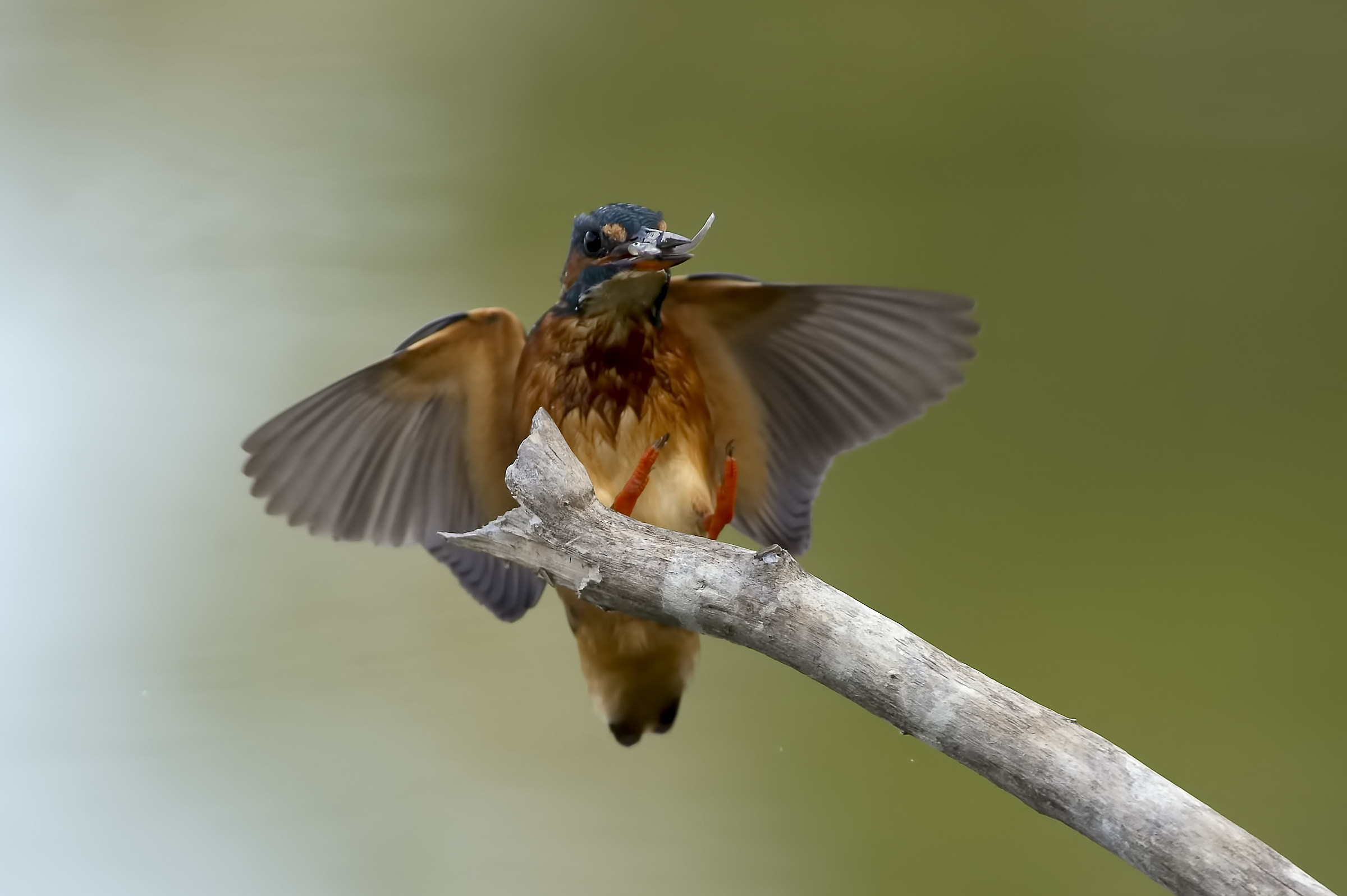 Martin Pescatore in arrivo con preda