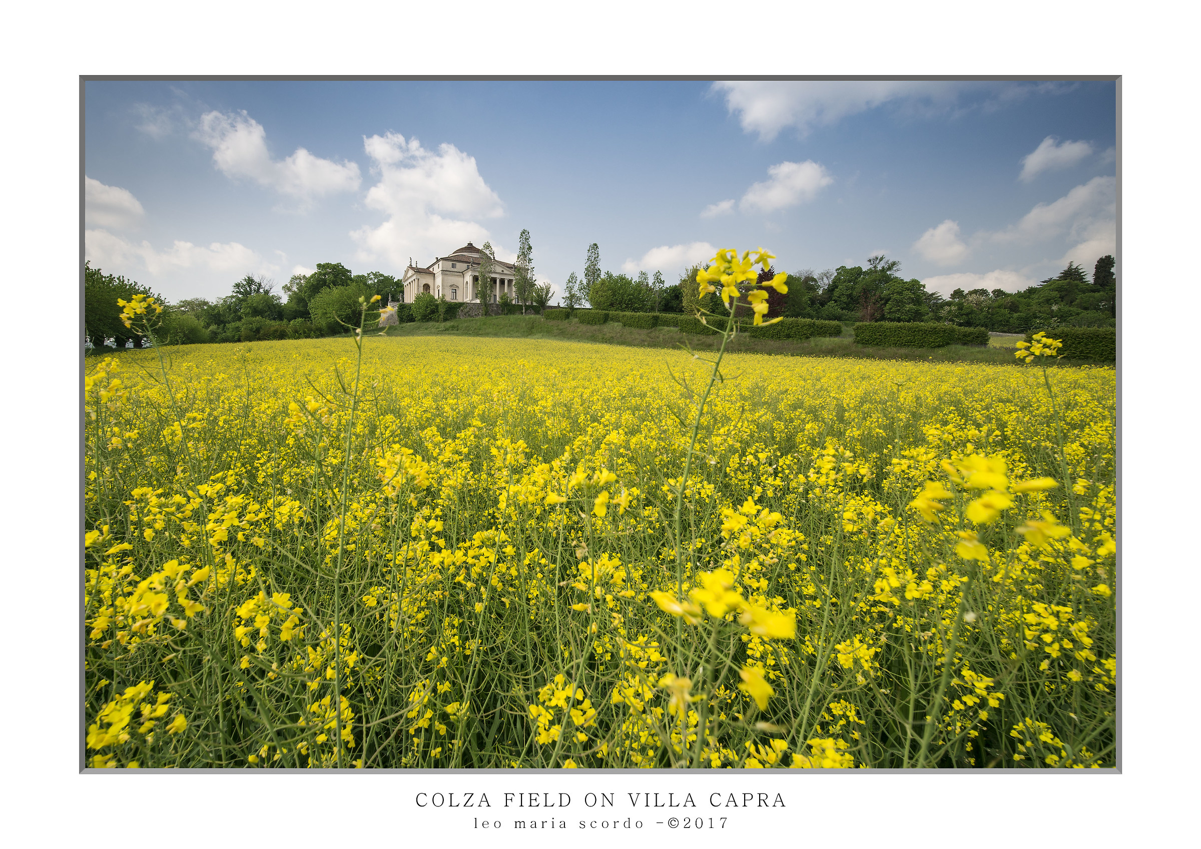 rapeseed field on Villa goat