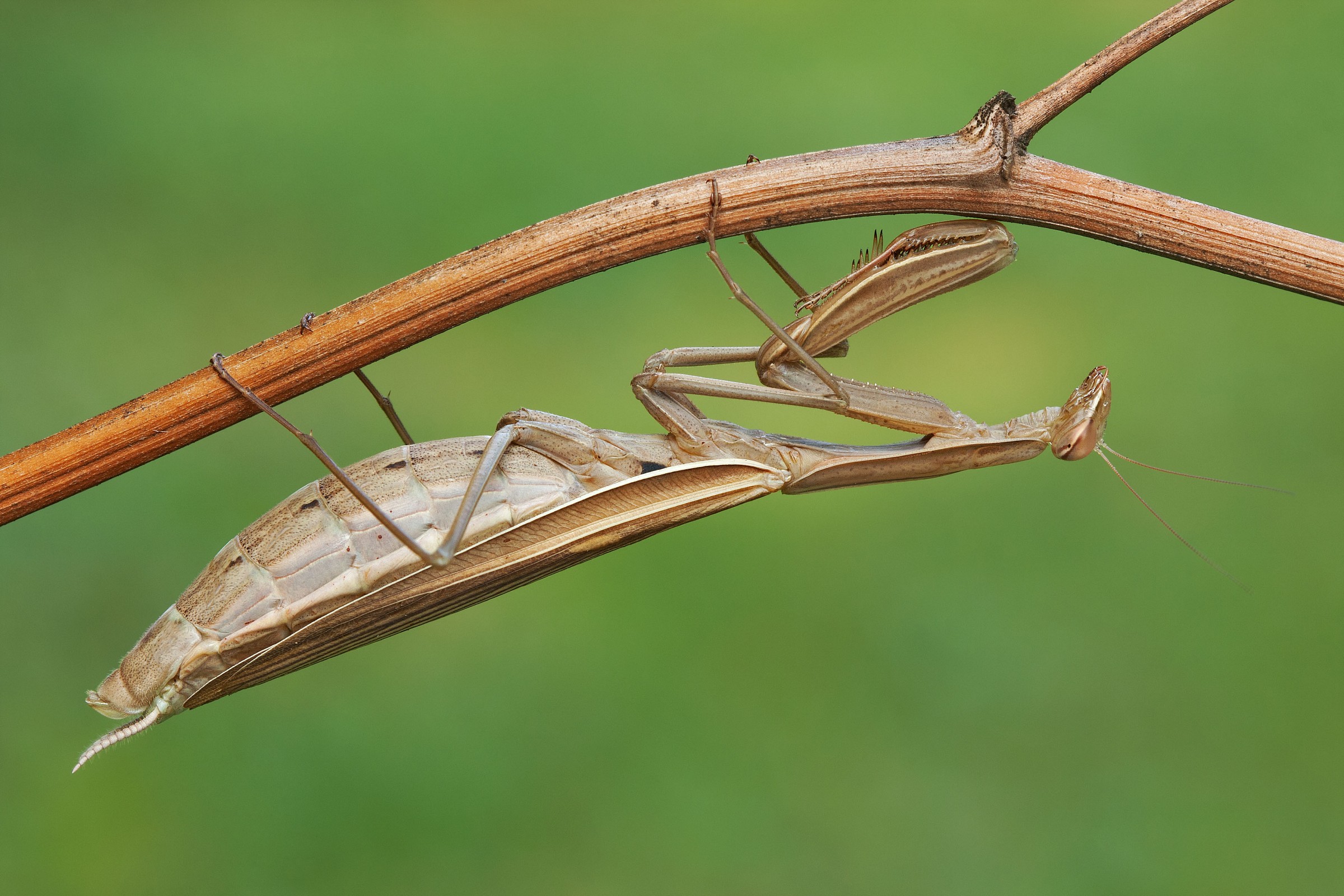 Mantis religiosa - femmina gravida