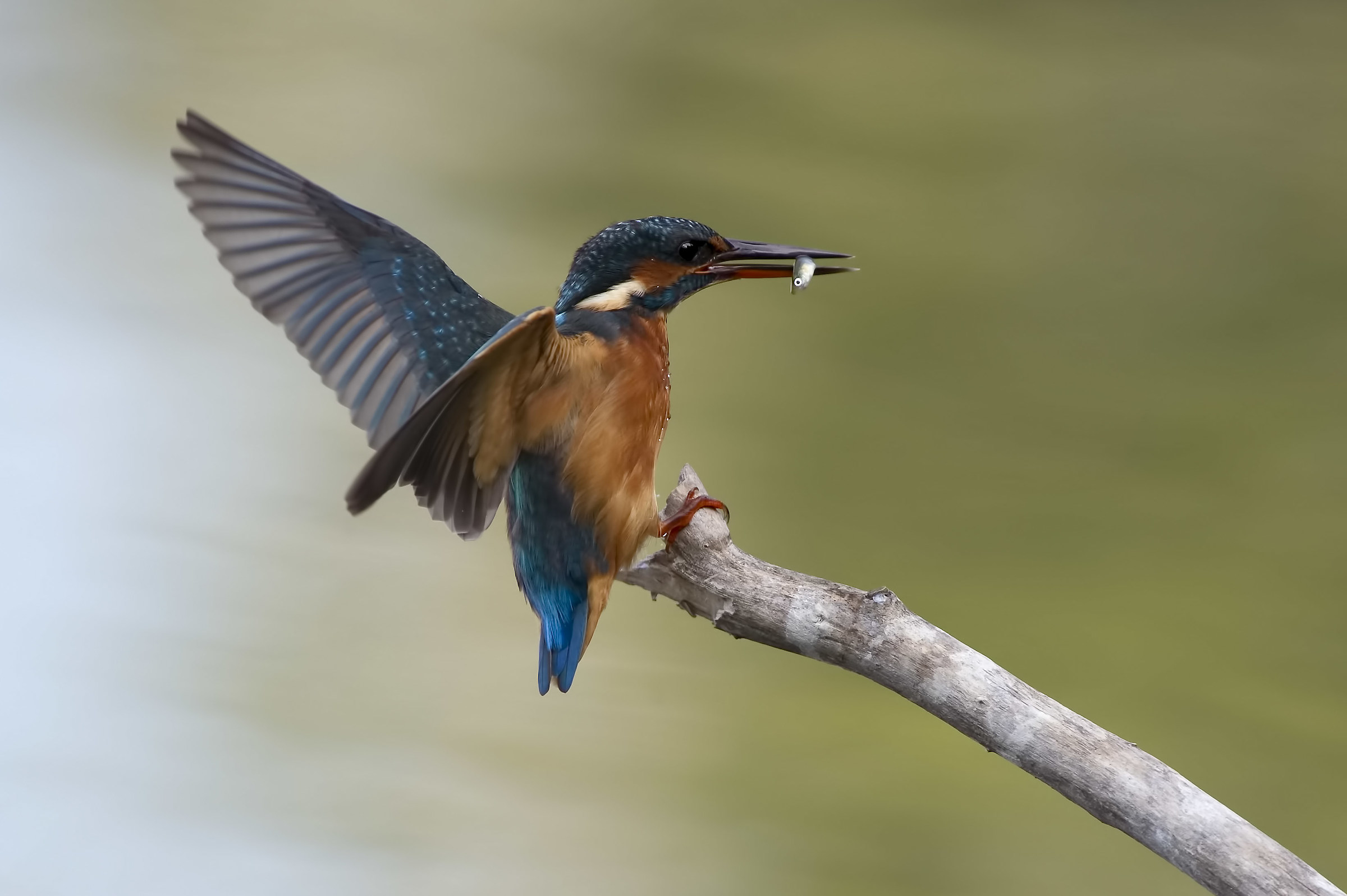 Martin Pescatore con preda