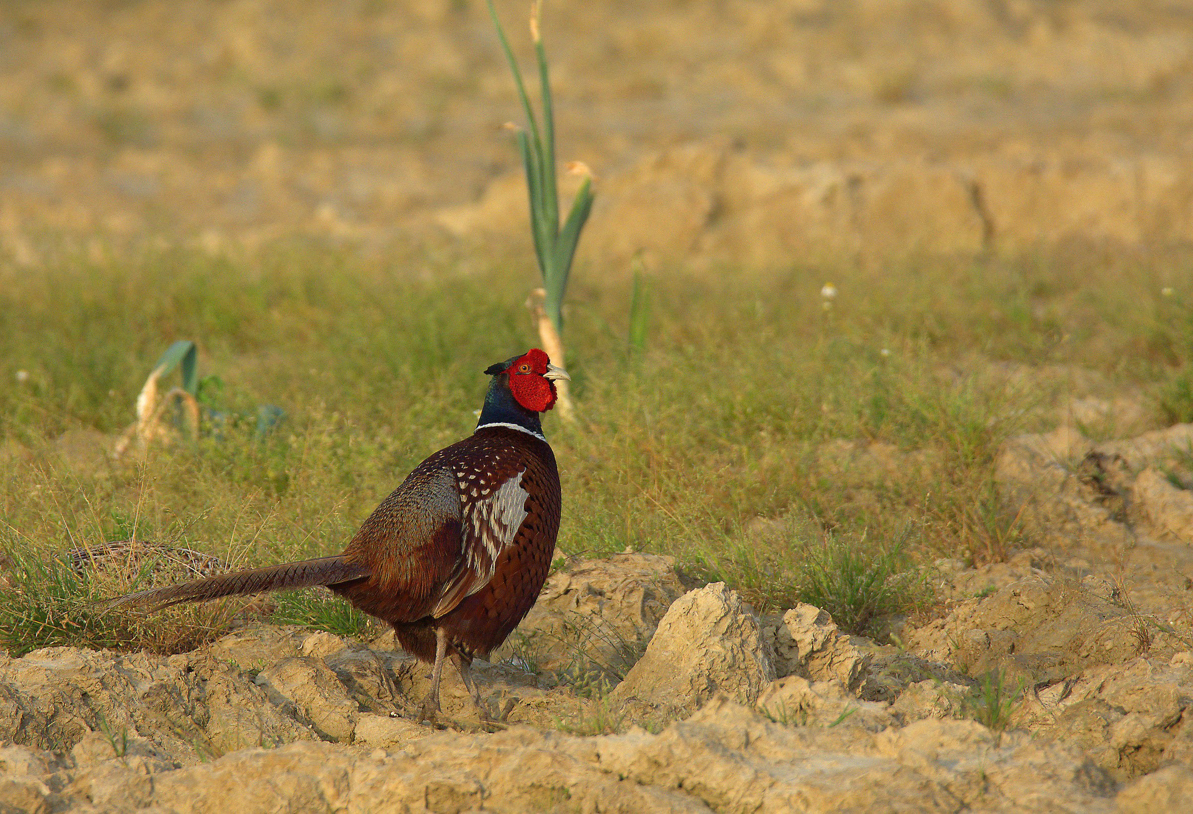 male pheasant