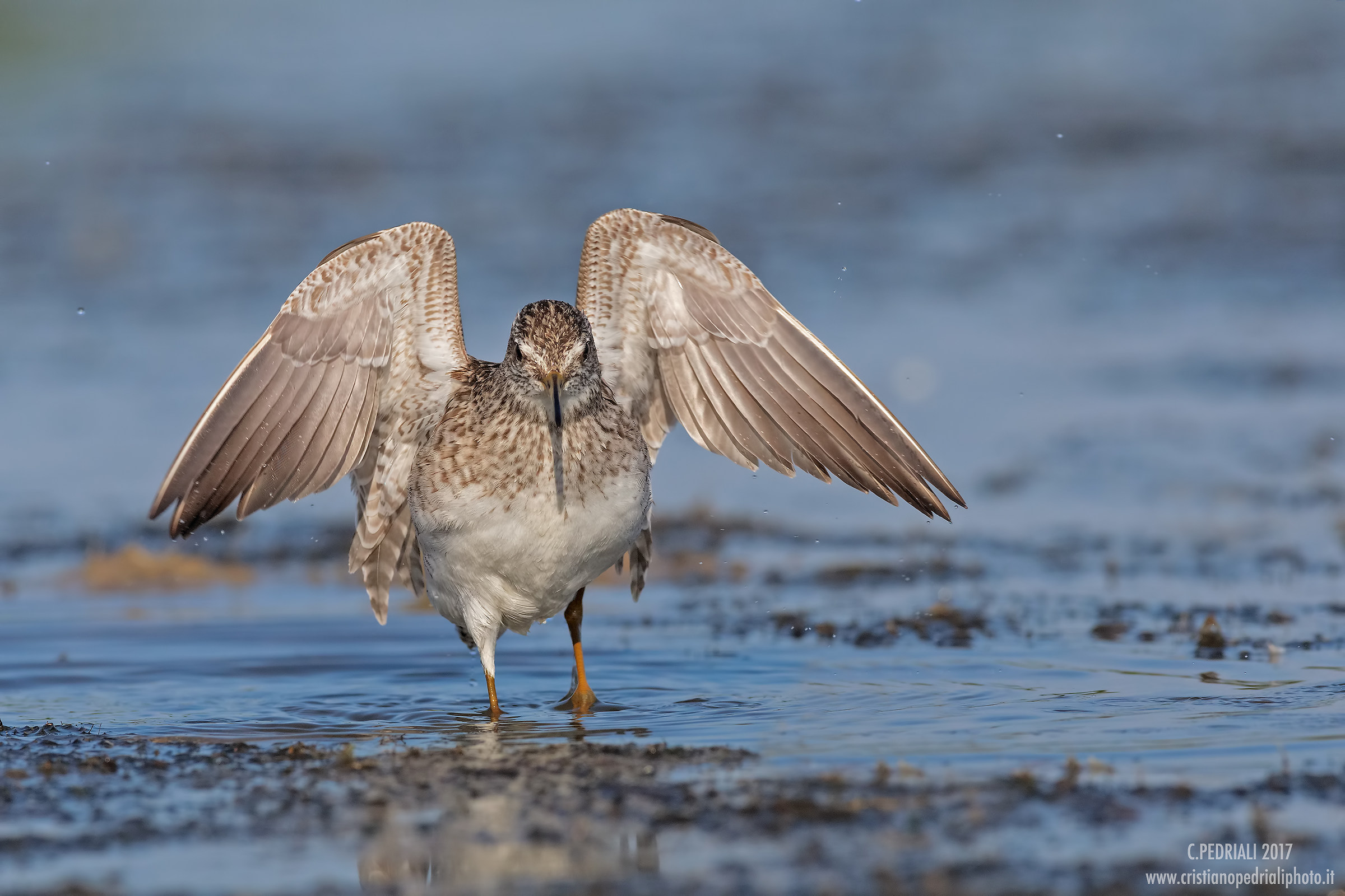Boschereccio ad ali aperte...