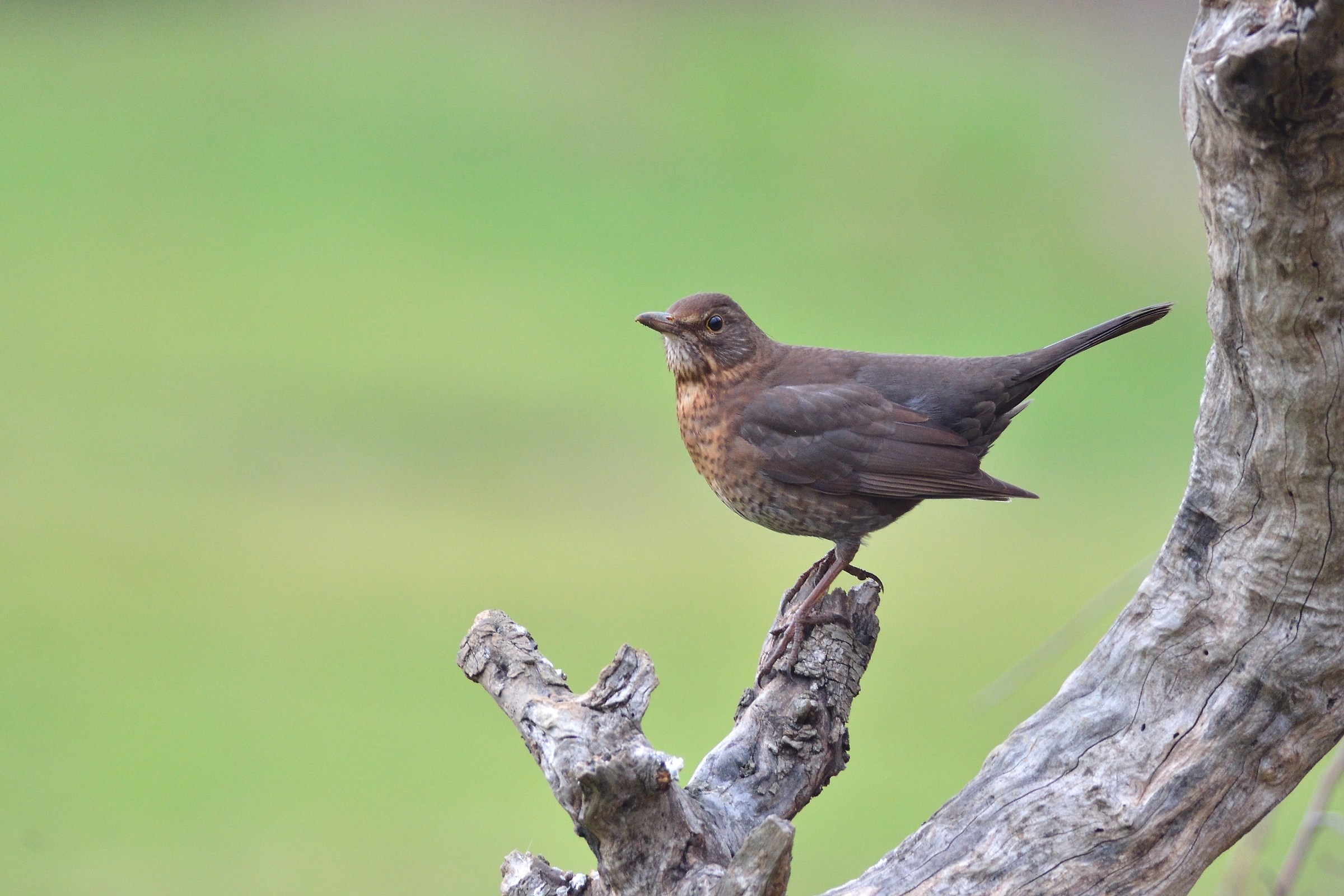Blackbird female