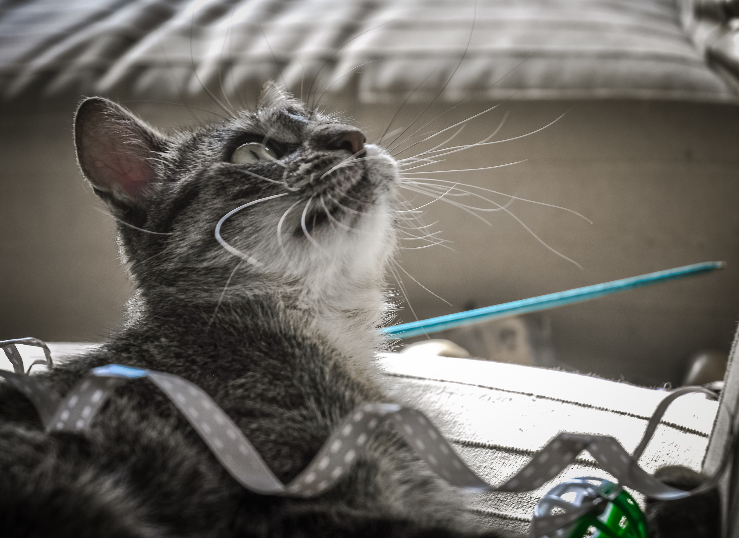 Morgana tra i suoi giochini