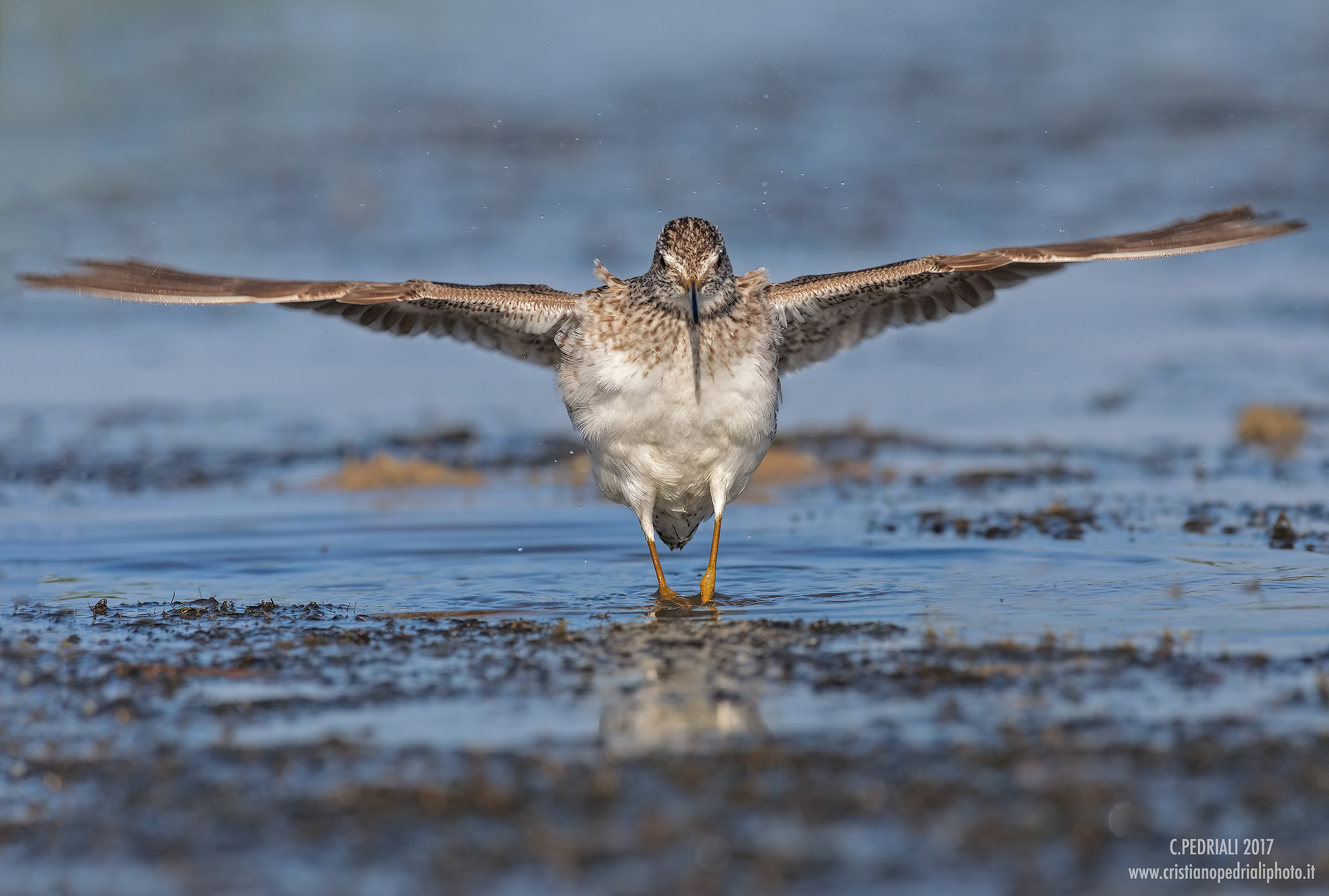 Karate kid (Wood Sandpiper)