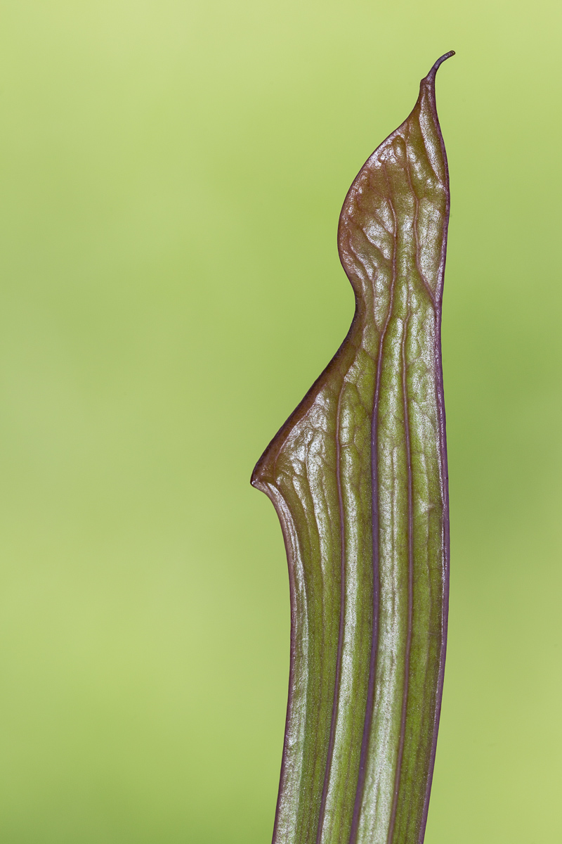 Sarracenia flava var. atropurpurea
