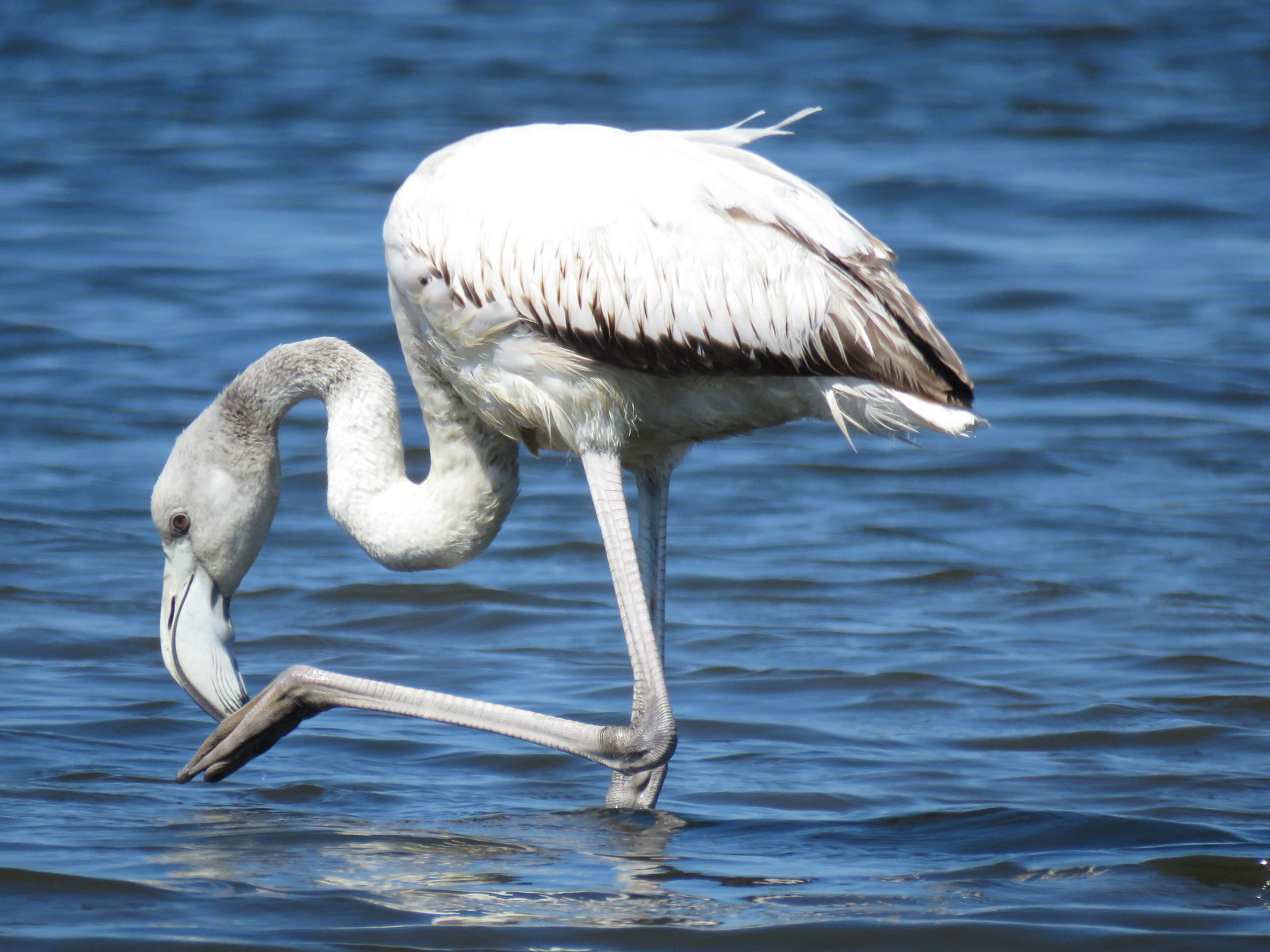 Flamingo .... not yet pink