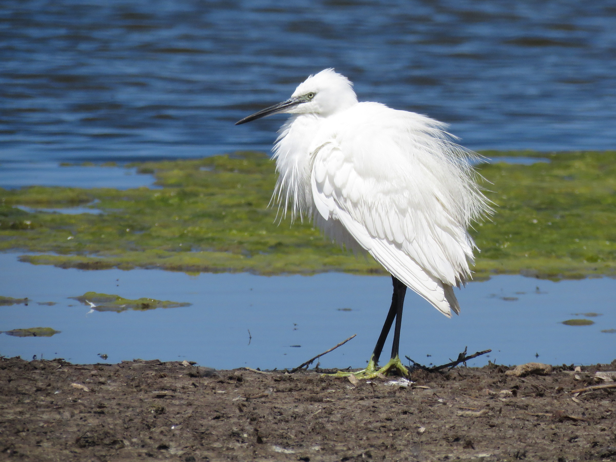 Egret ruffled
