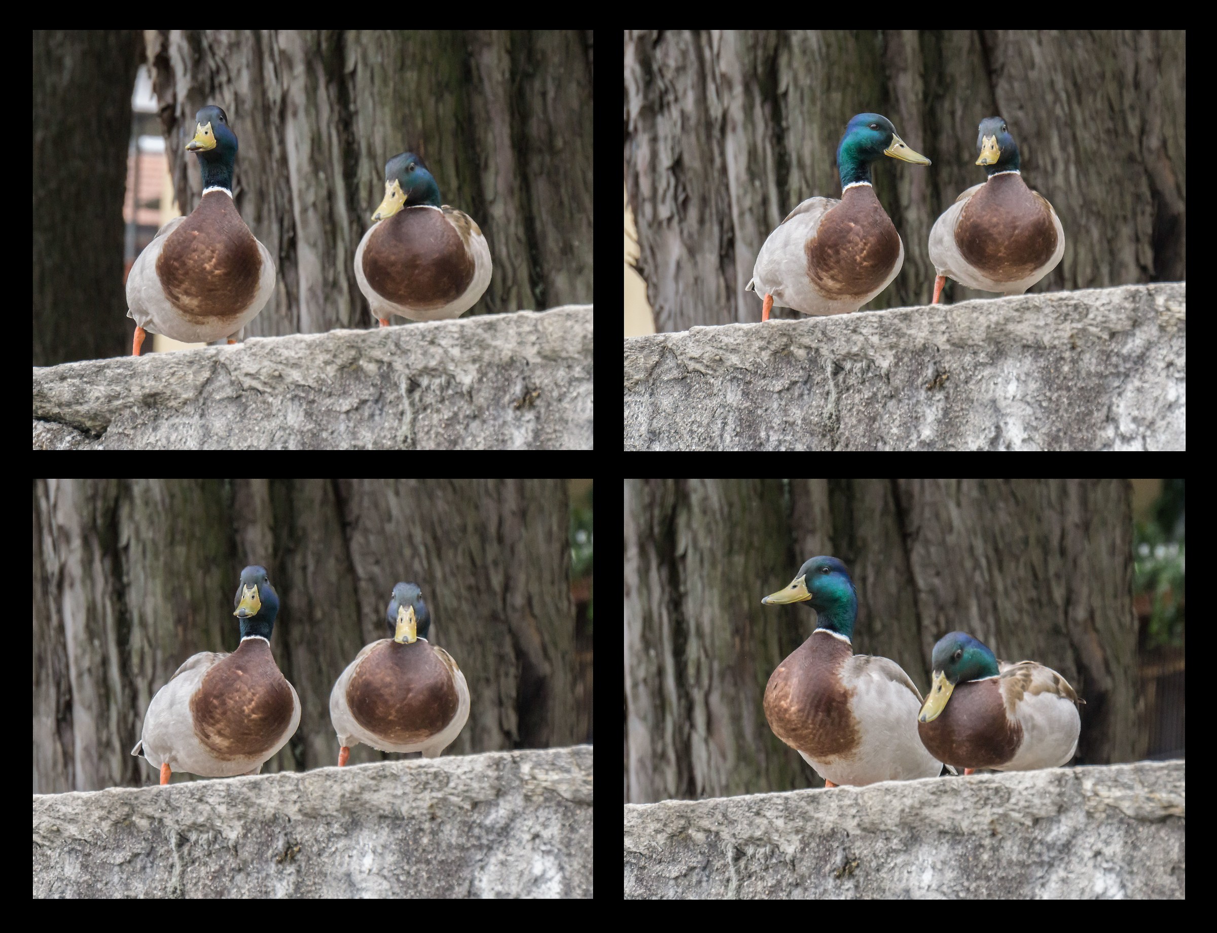 Due giovani maschi di Germano Reale - 1