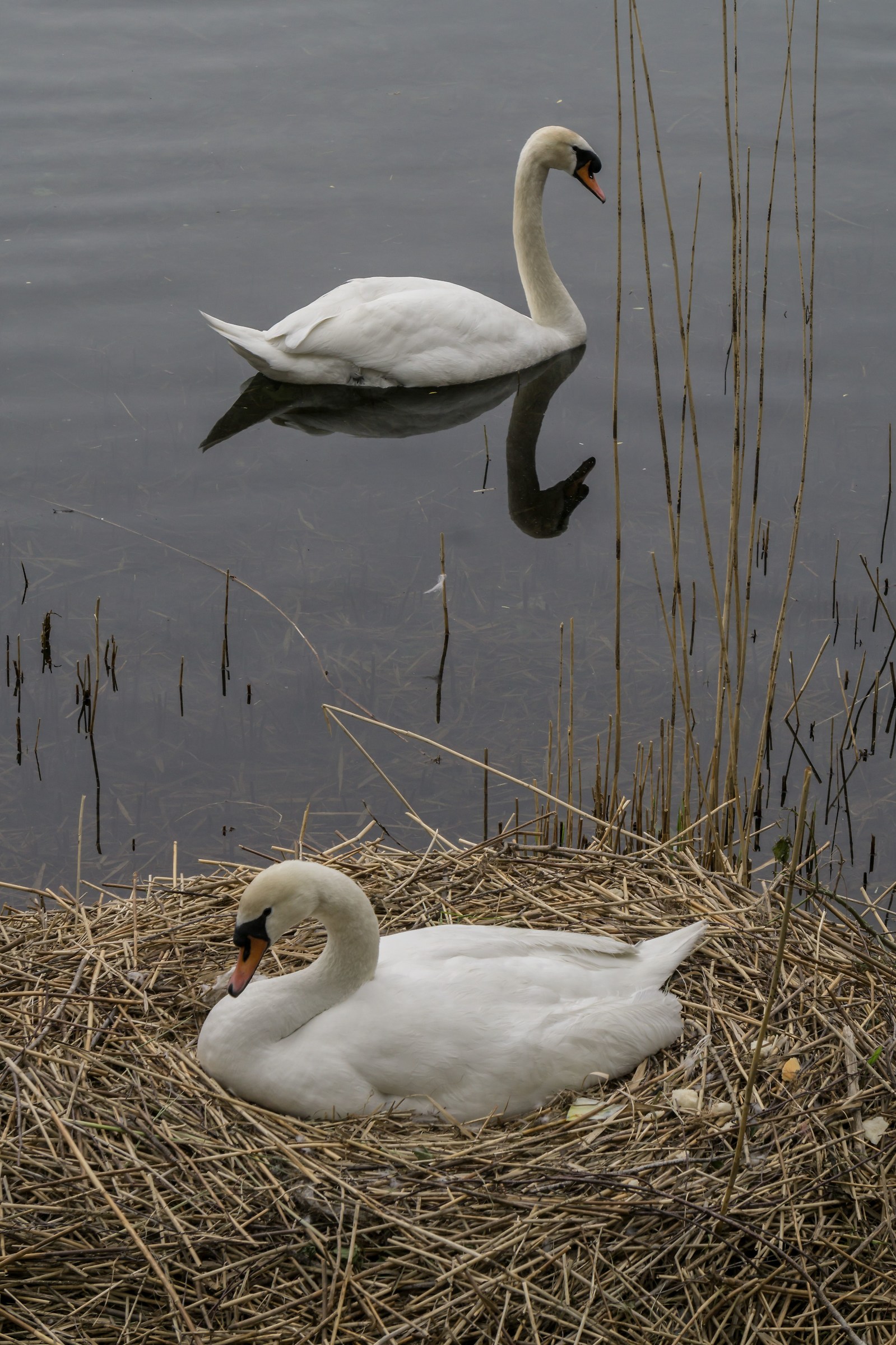 Coppia di cigni in una giornata plumbea