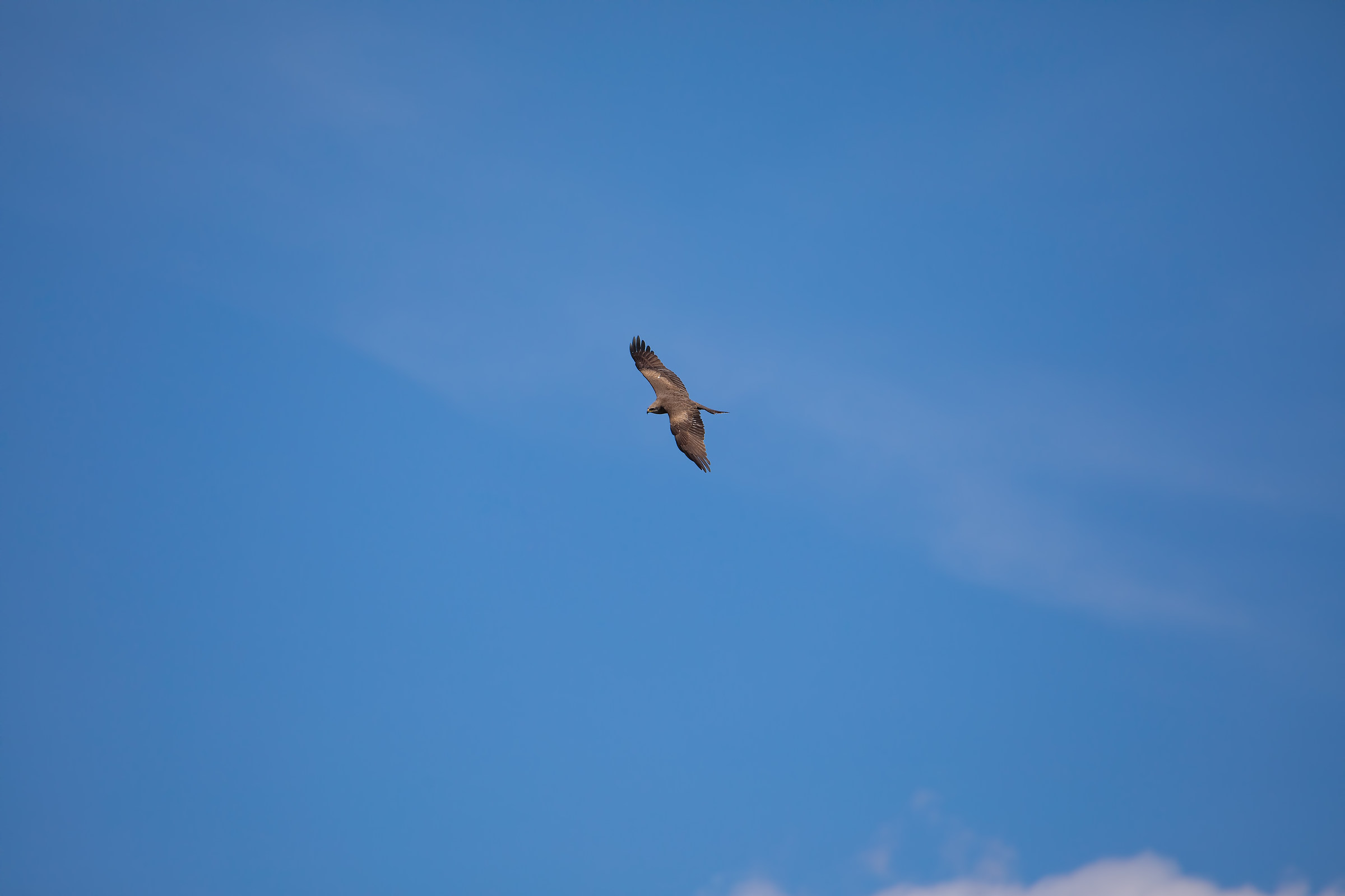 Kite in the distance