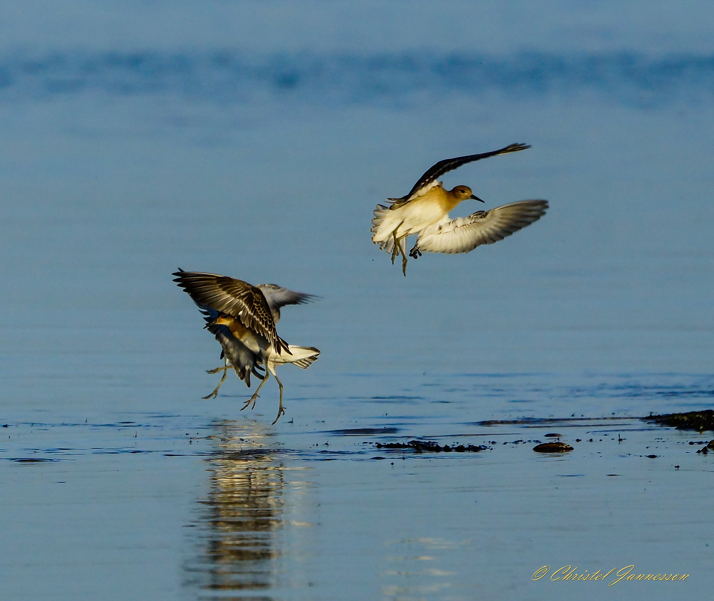 Ruffs - in un balletto acquatico