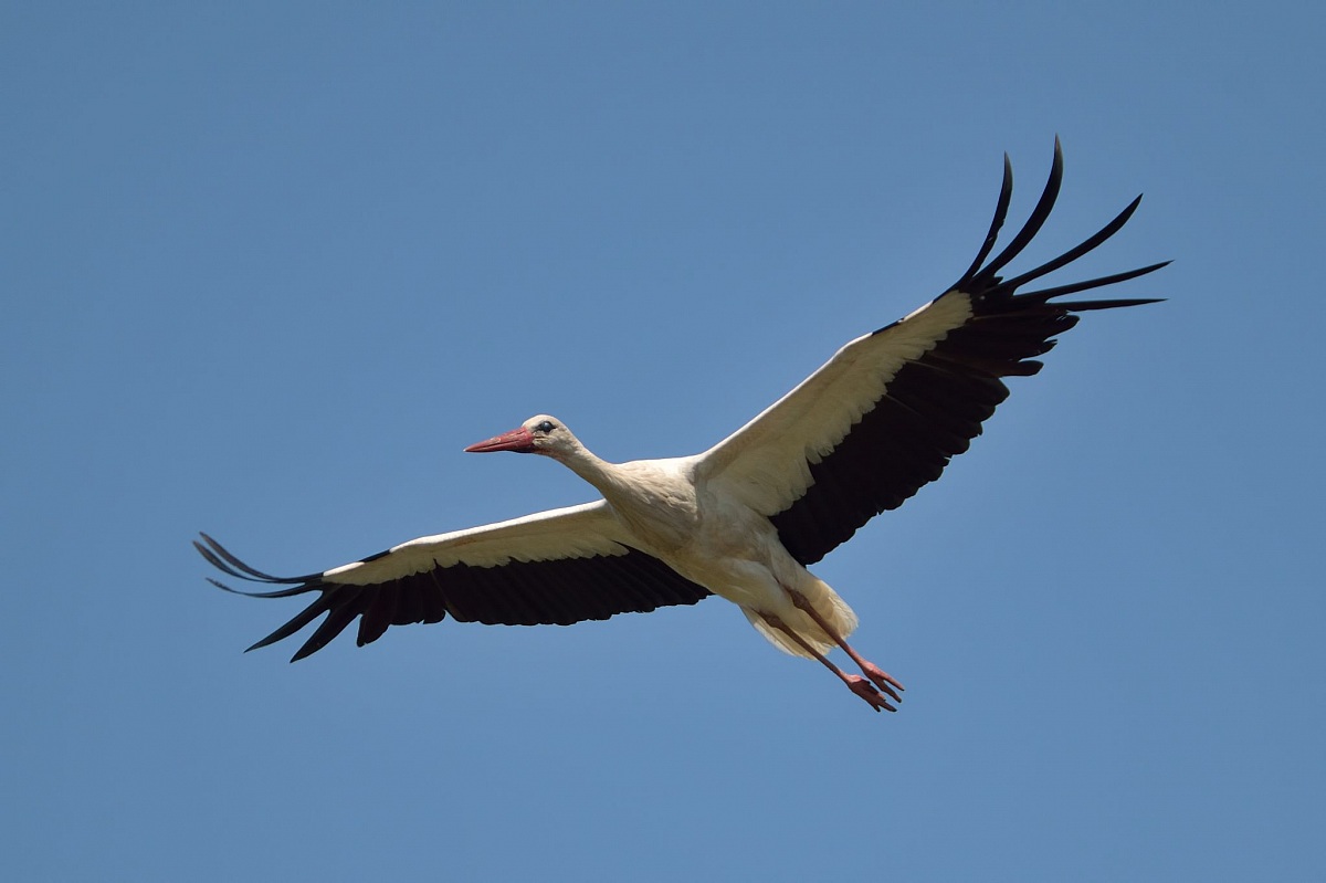 White Stork