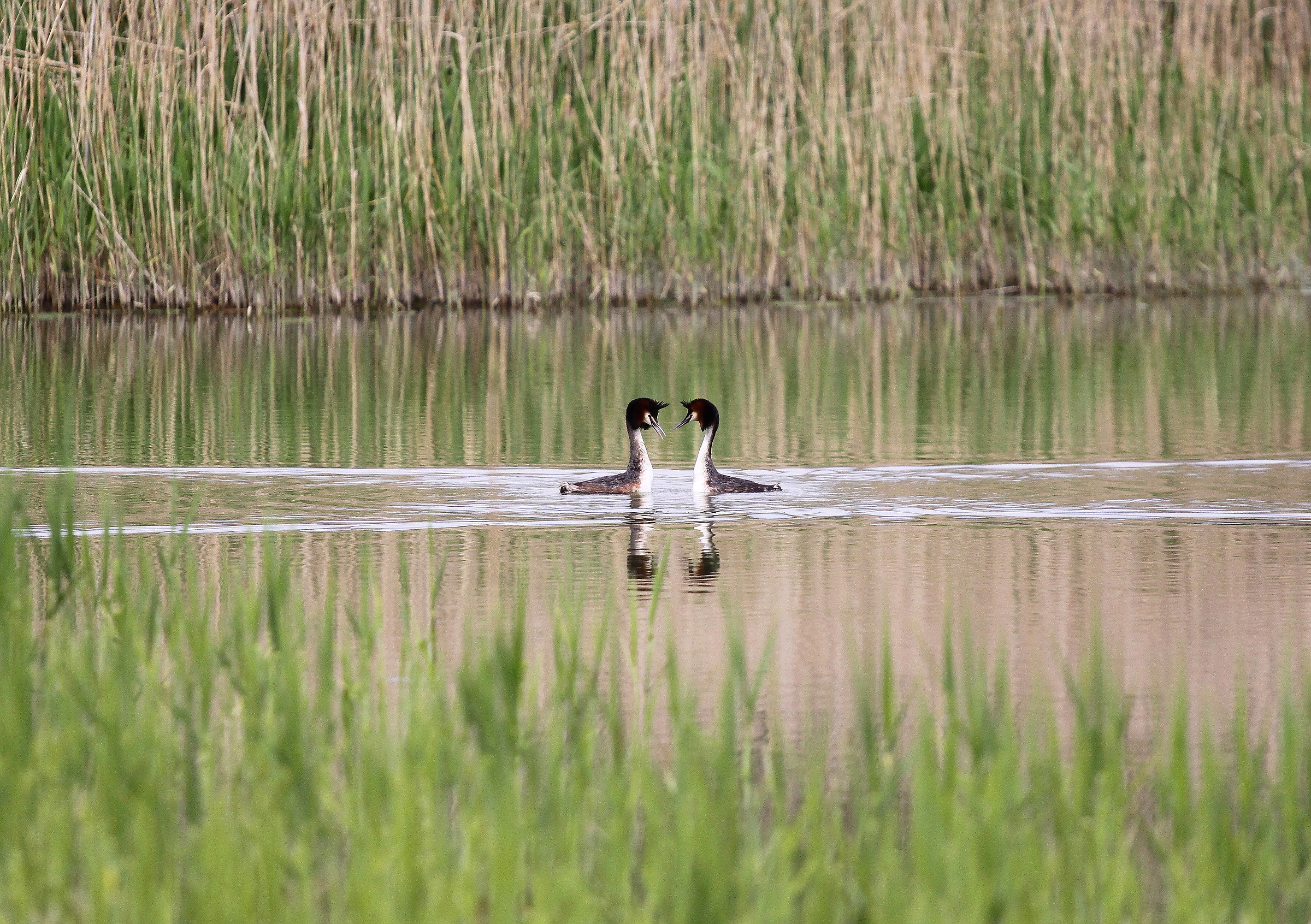 Grebes courting