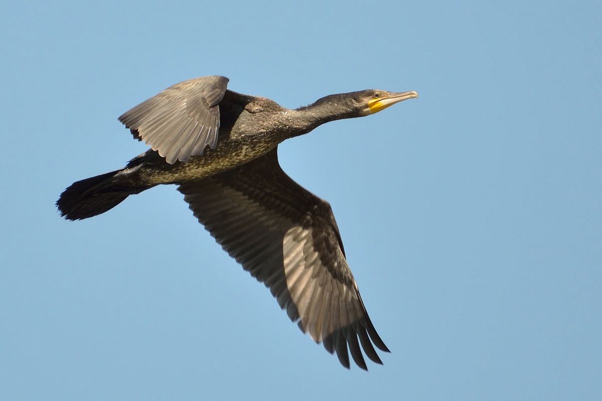Great Cormorant