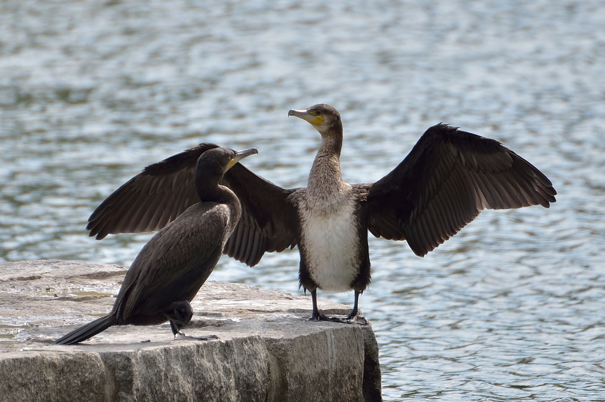 Great Cormorant drying wings