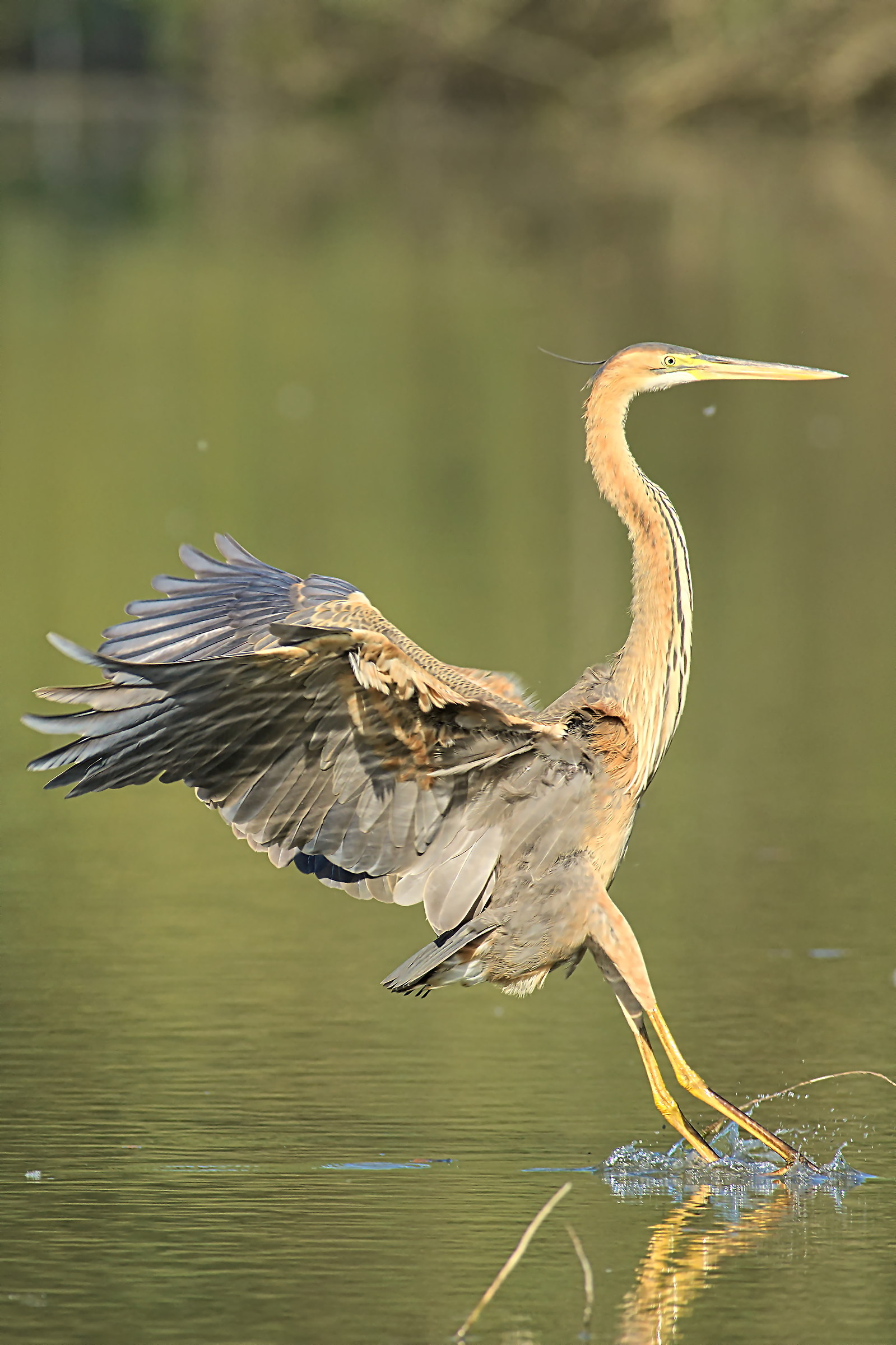 Purple Heron landing