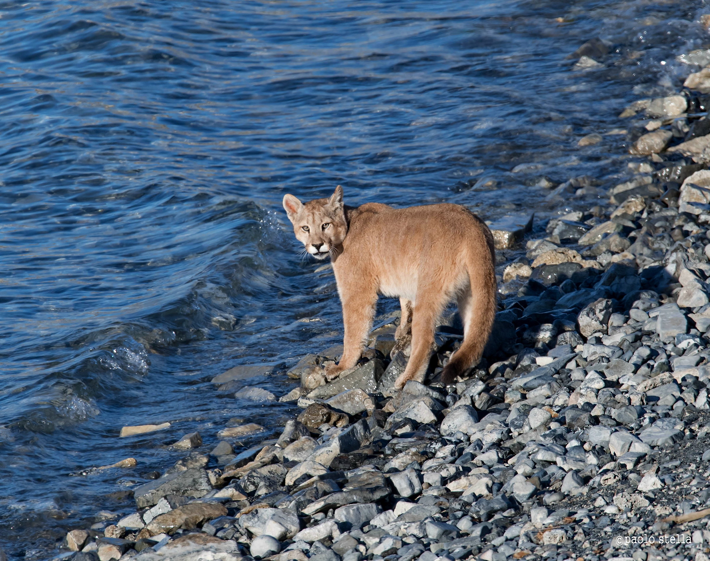 cub on the lake shore