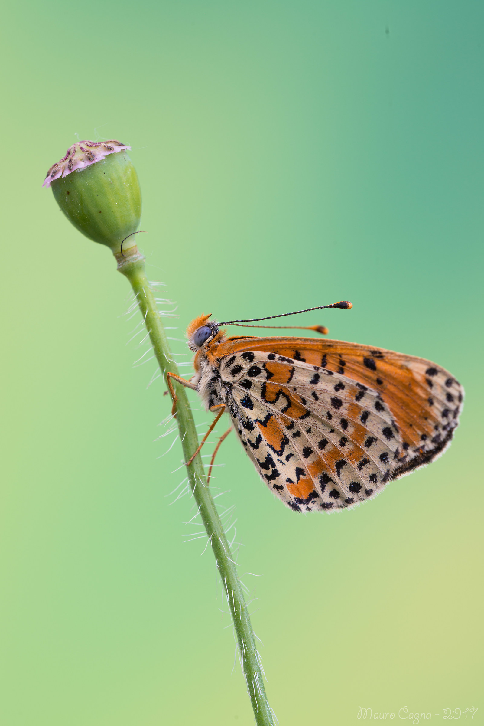 Melitaea of ??poppy