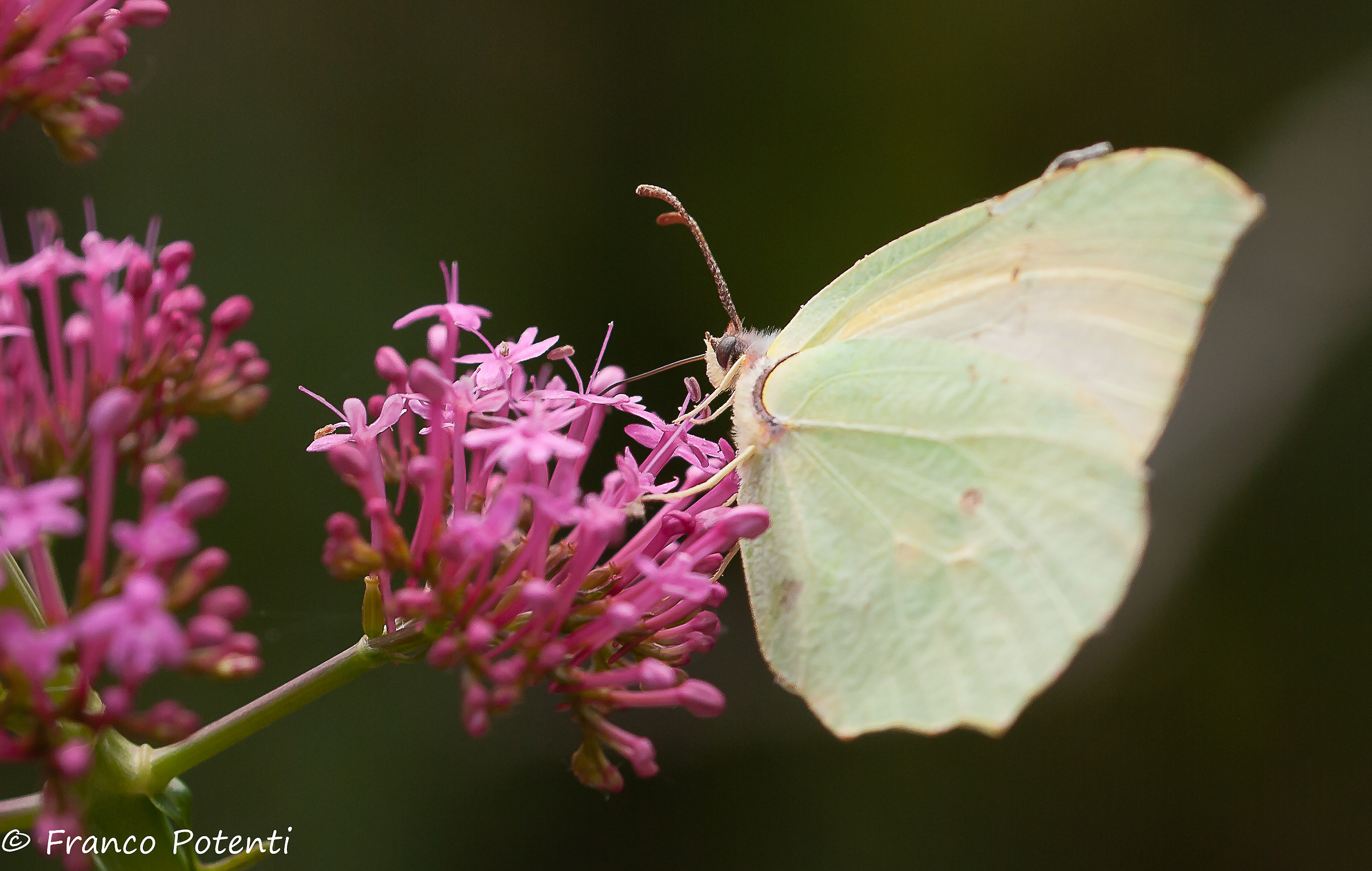 Cedronella(Gonepterix rhamni)