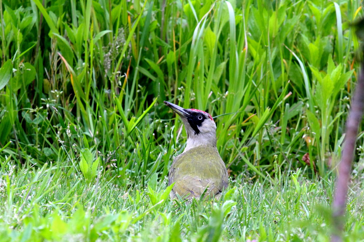 Pichio Green (Picus canus)