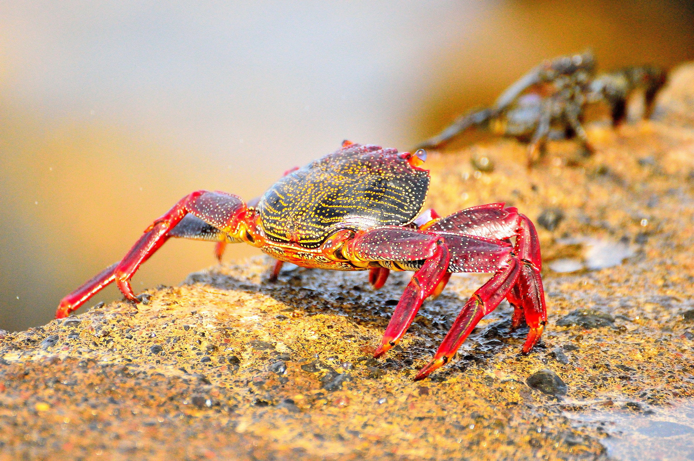 Today I go to the sea