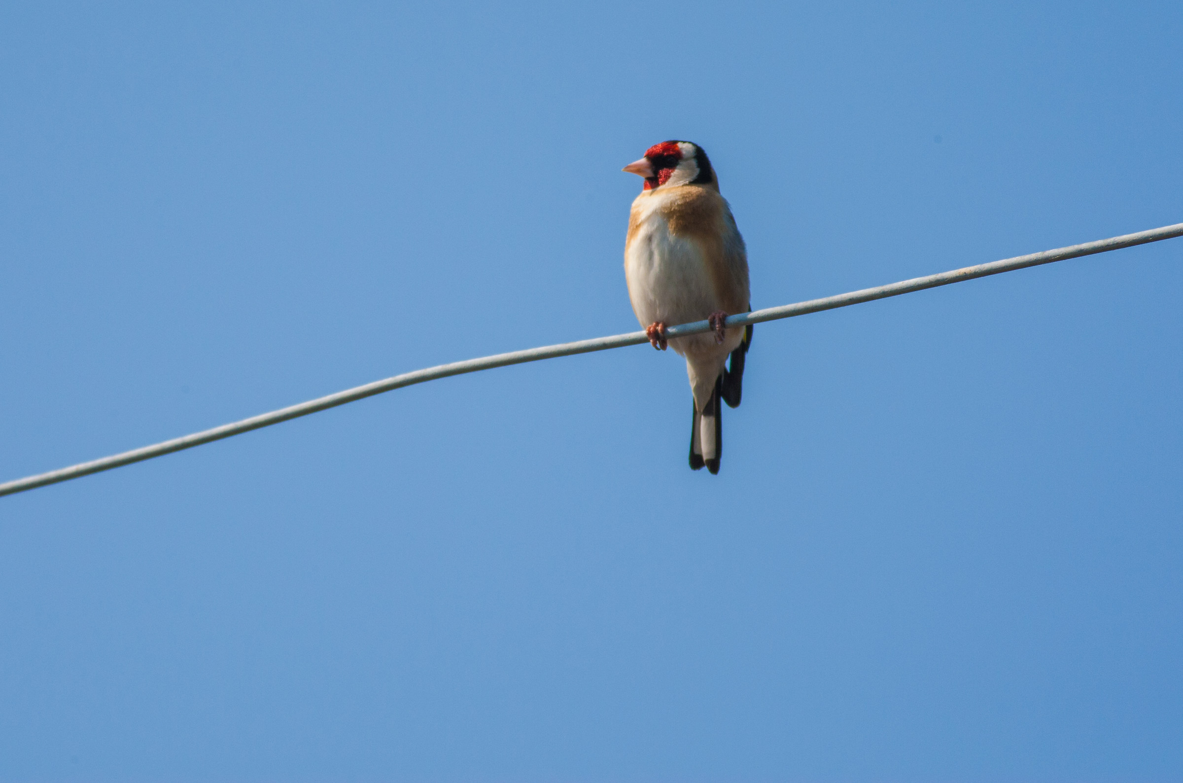 Goldfinch