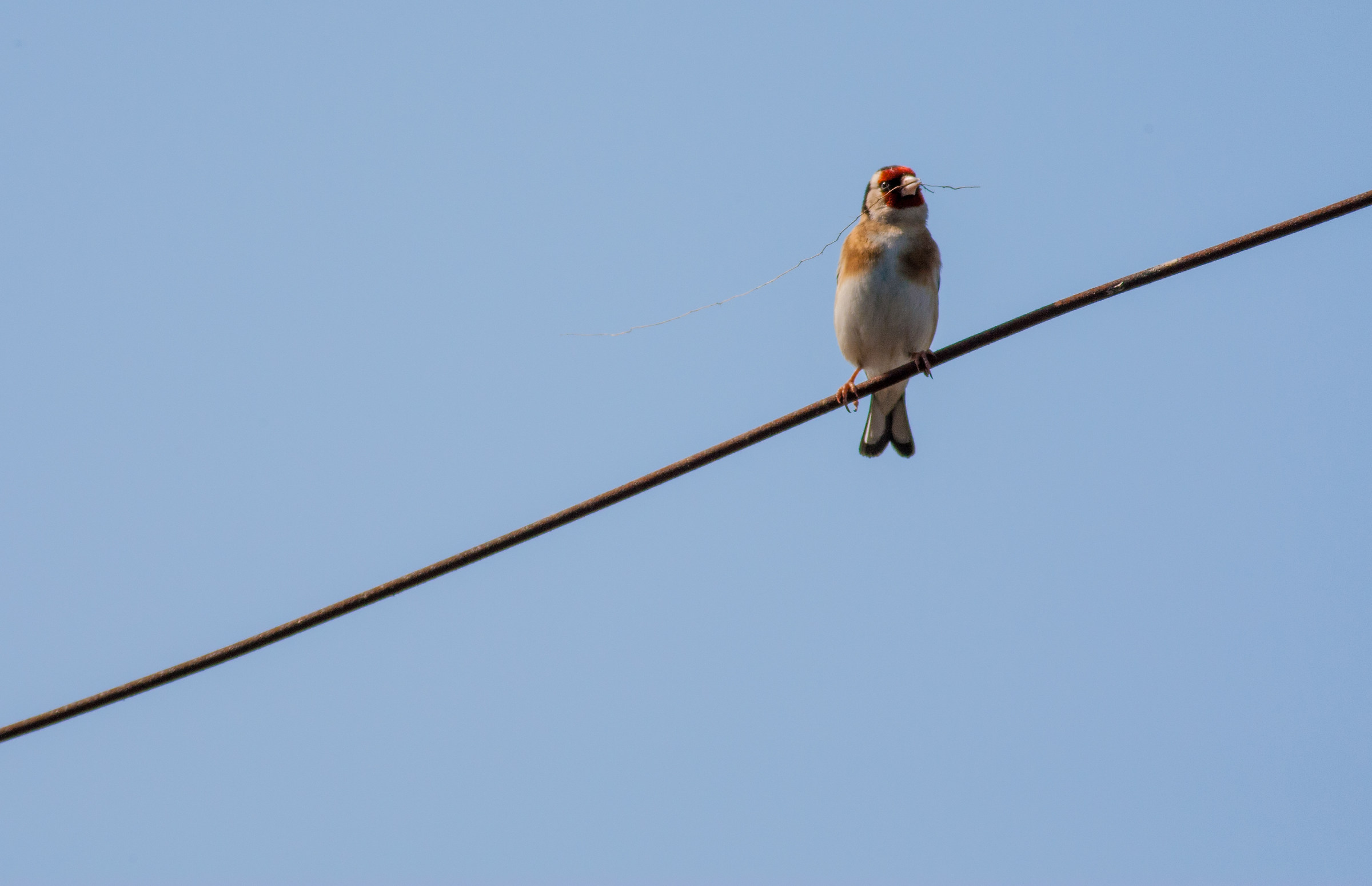 Goldfinch