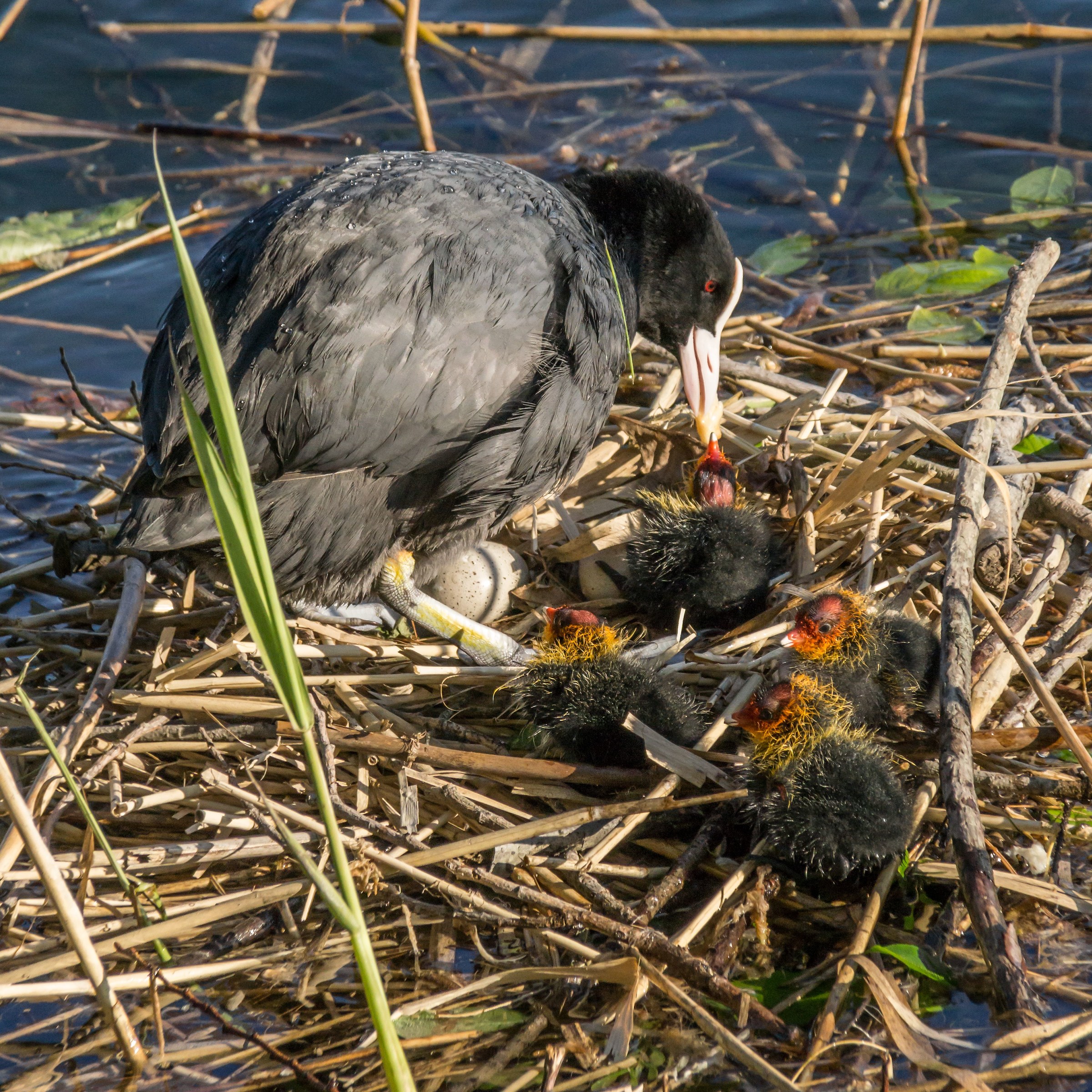 Family of coots on the floating nest - 3