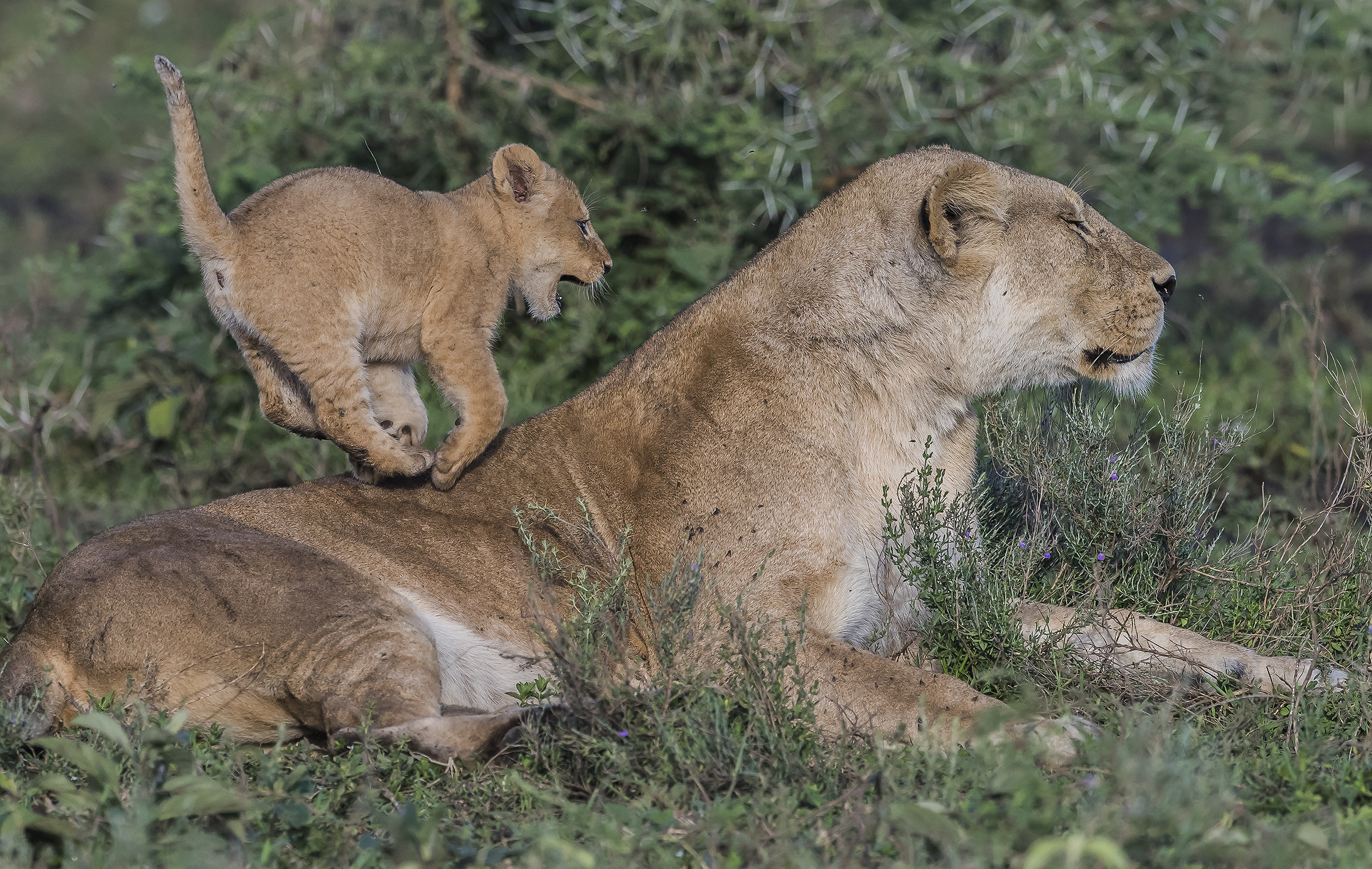 Tanzania 2017 - Corse particolari