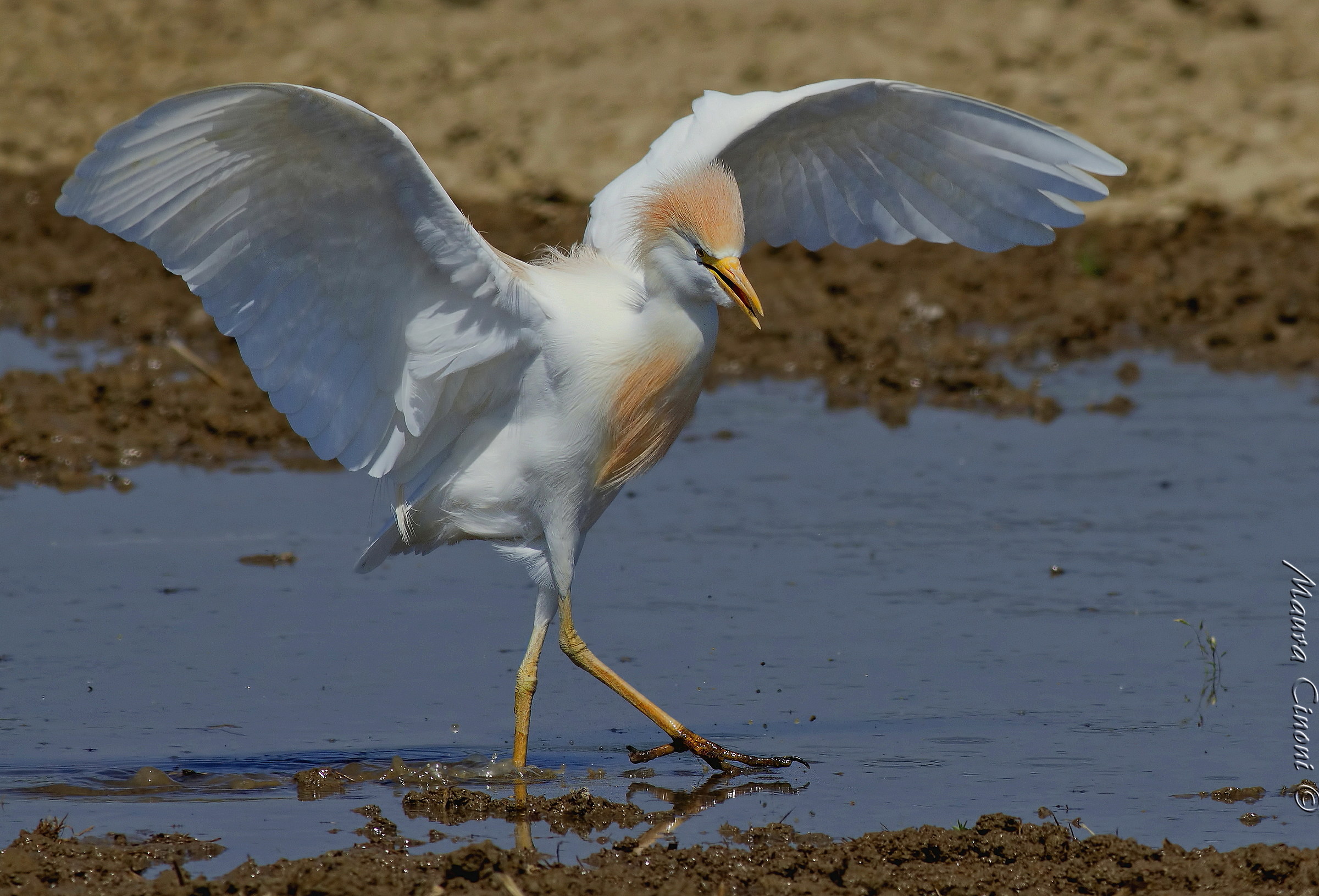 Heron Egrets