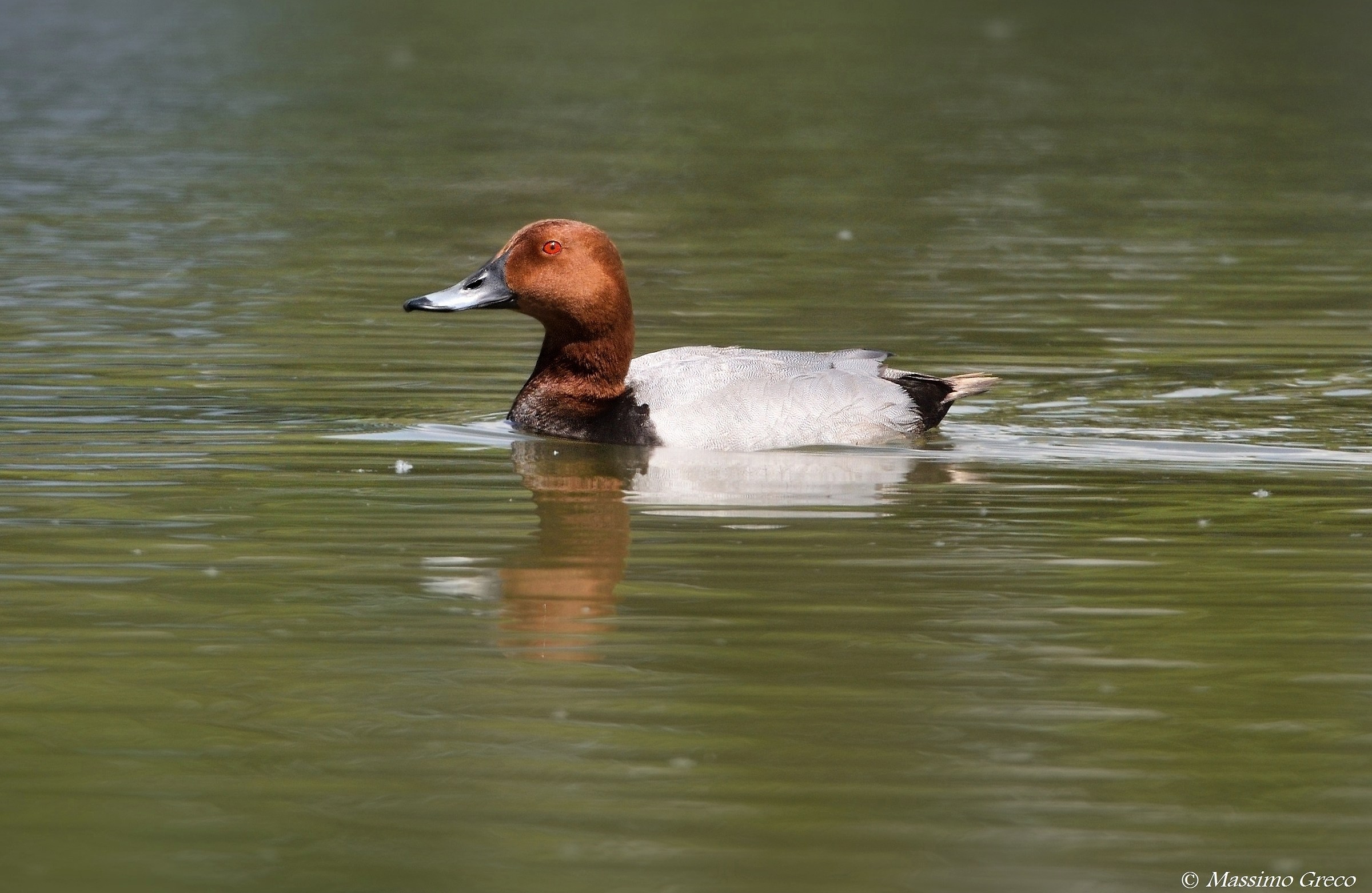 Moriglione (Aythya ferina)
