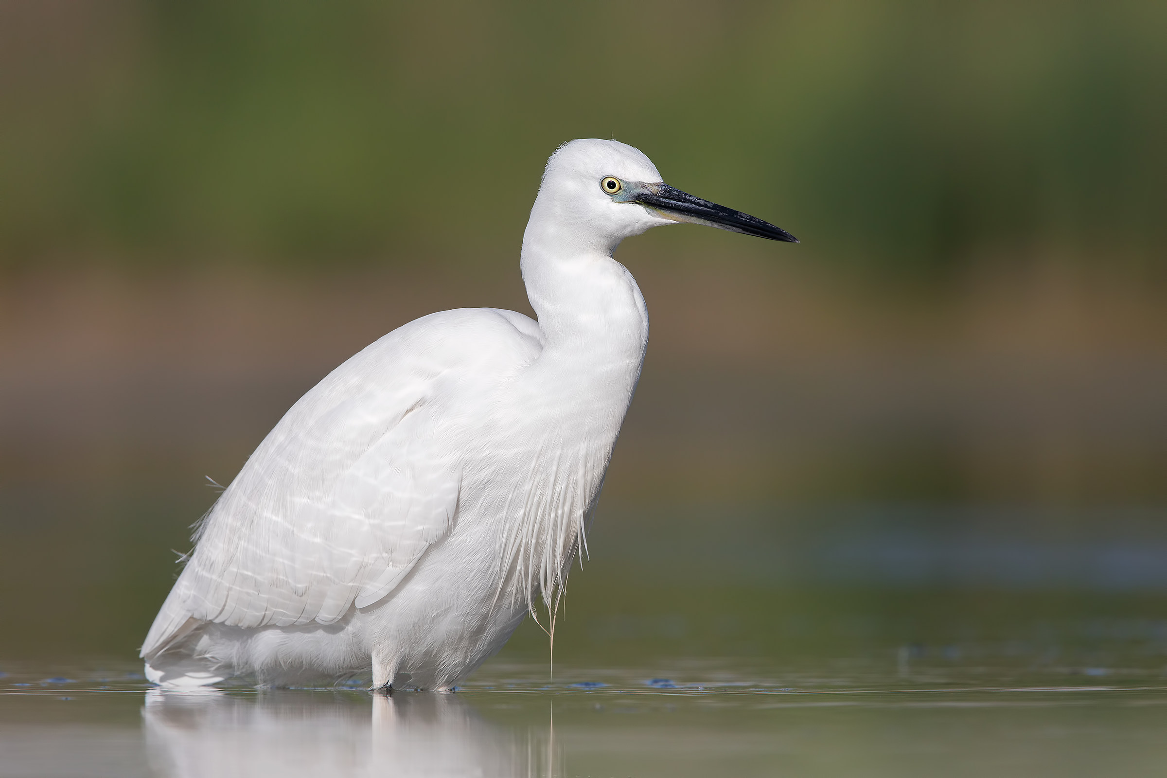 Egret