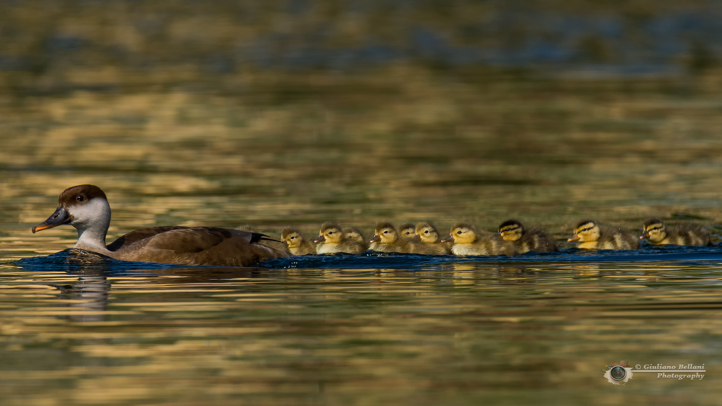 Fistione Turco con prole