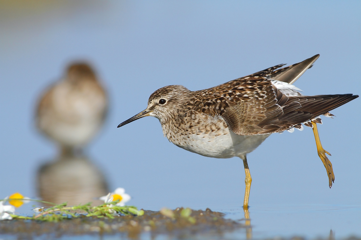Wood Sandpiper