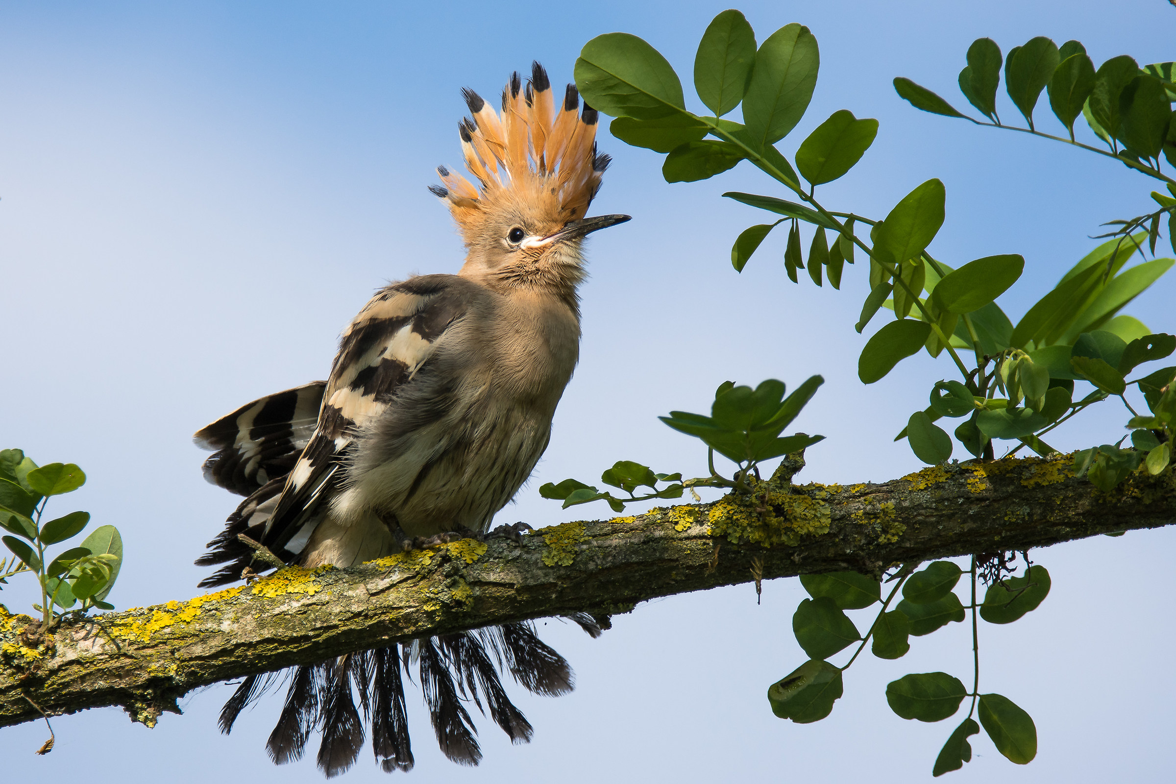 Young hoopoe
