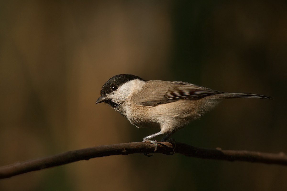 Marsh Tit