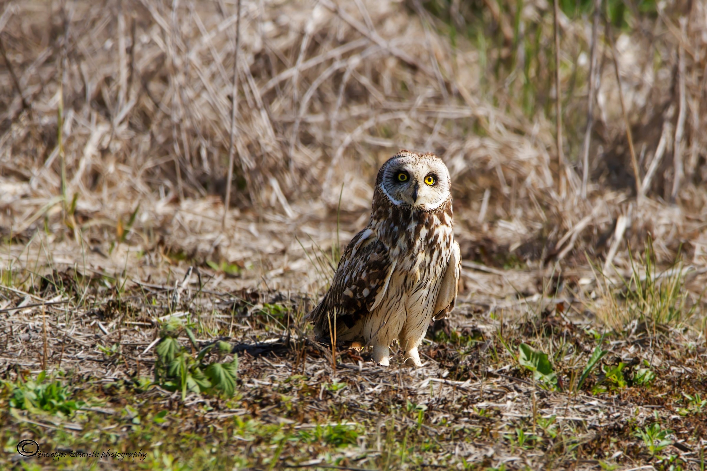 Short-eared Owl