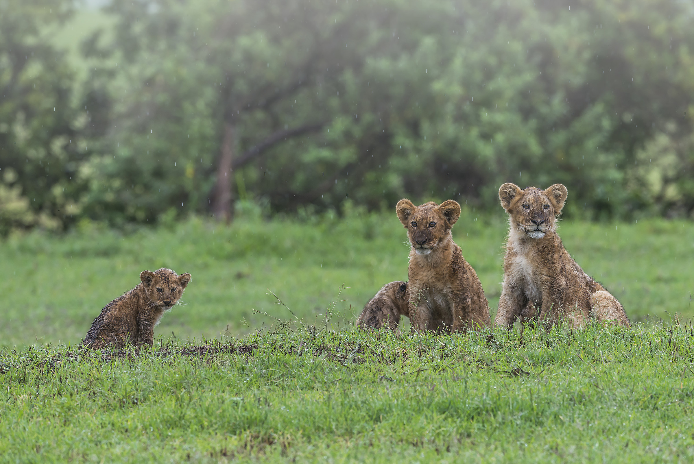Tanzania 2017 - In attesa sotto la pioggia