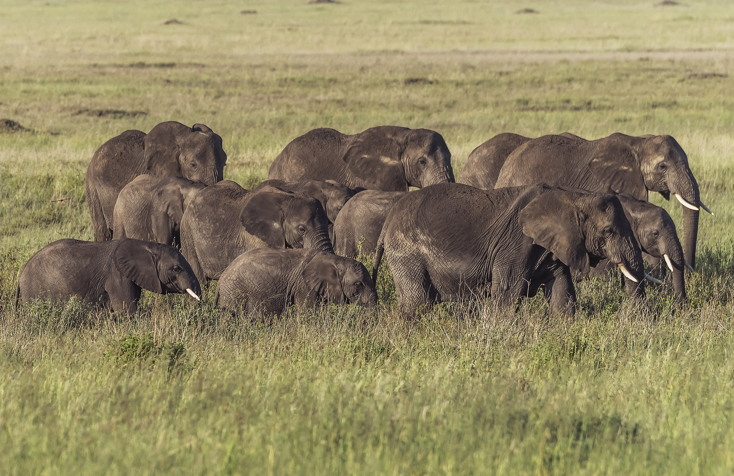 Tanzania 2017 - Serengeti