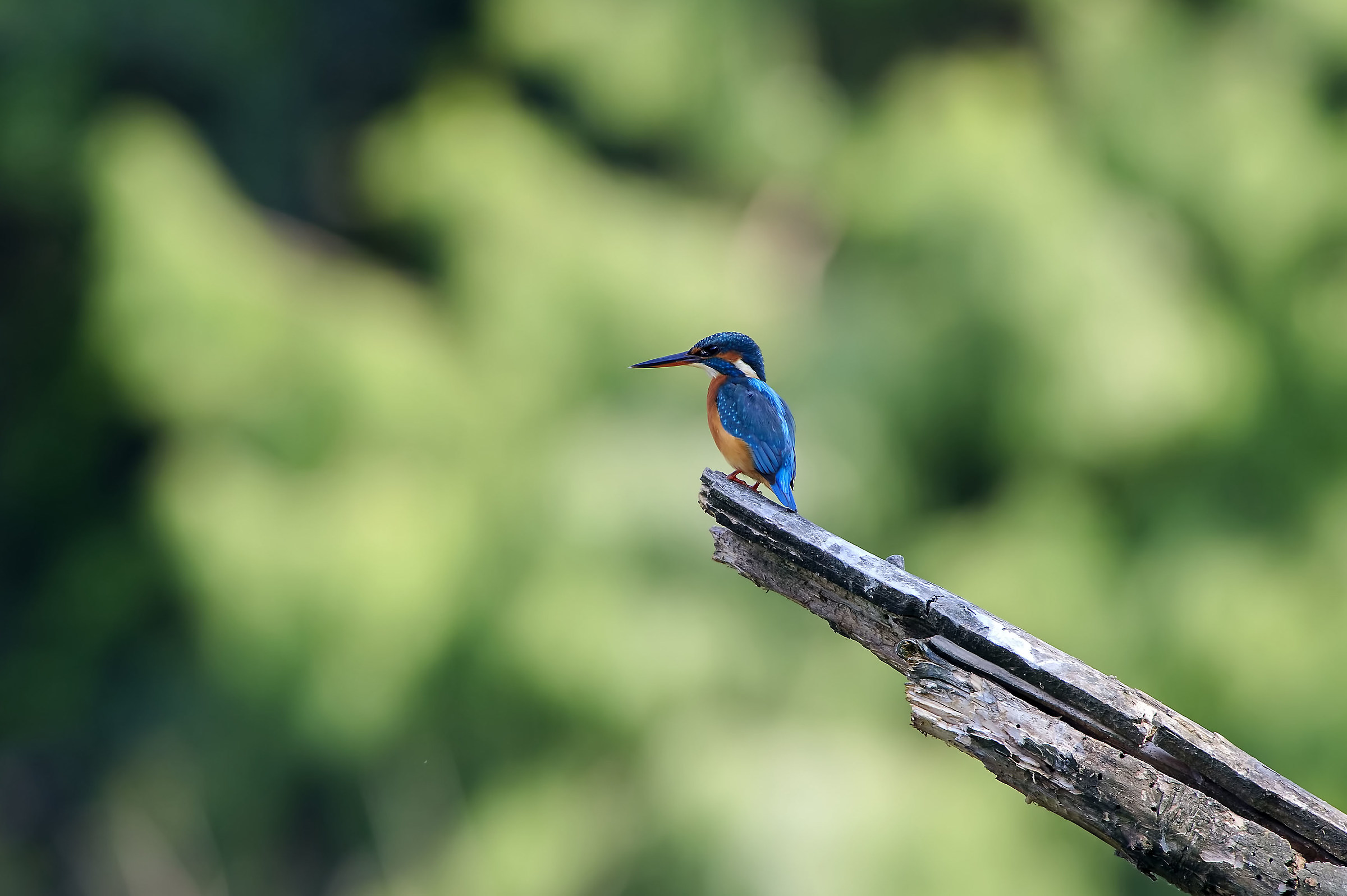 I pensieri del Martino