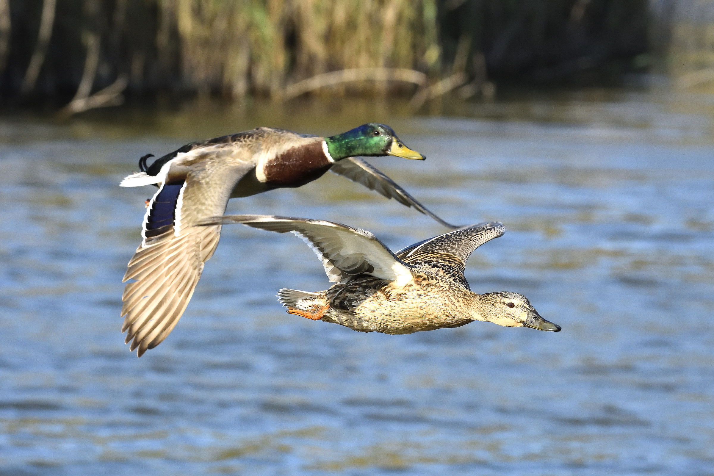 Ducks in flight