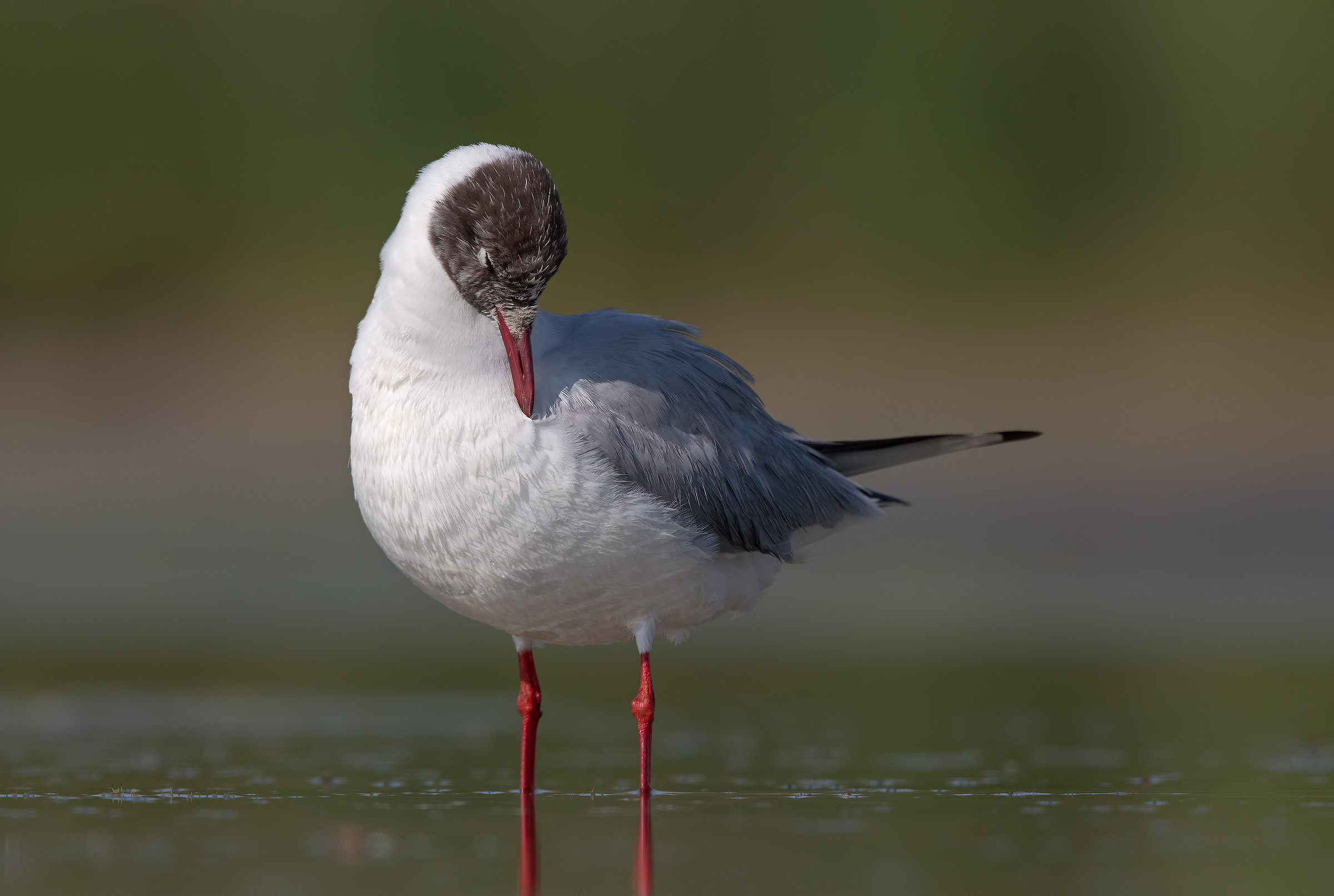 Headed Gull