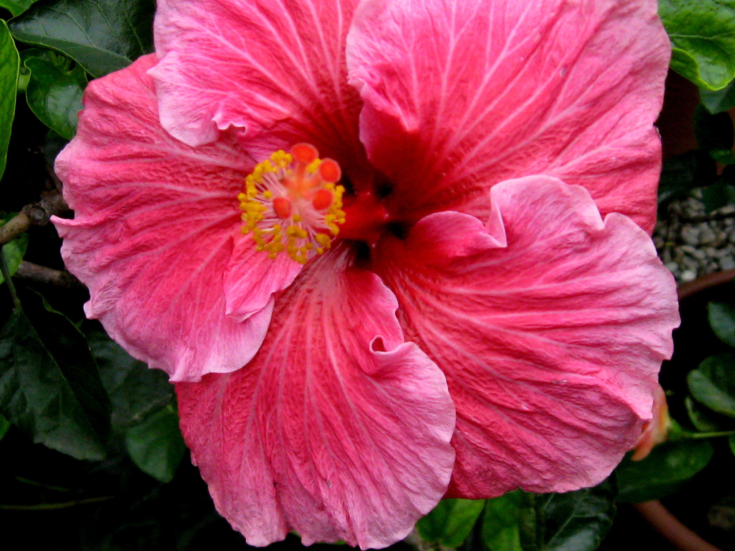 Hibiscus