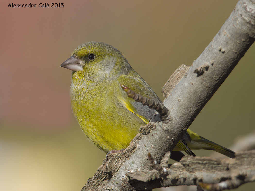 Carduelis chloris (Verdone) 7197