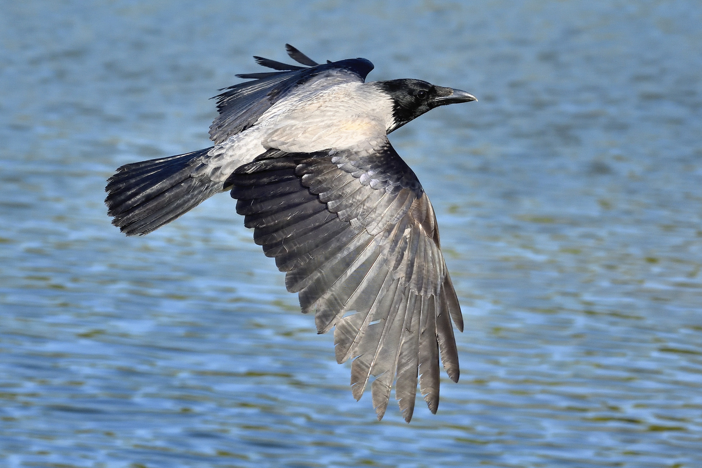 Crow in flight