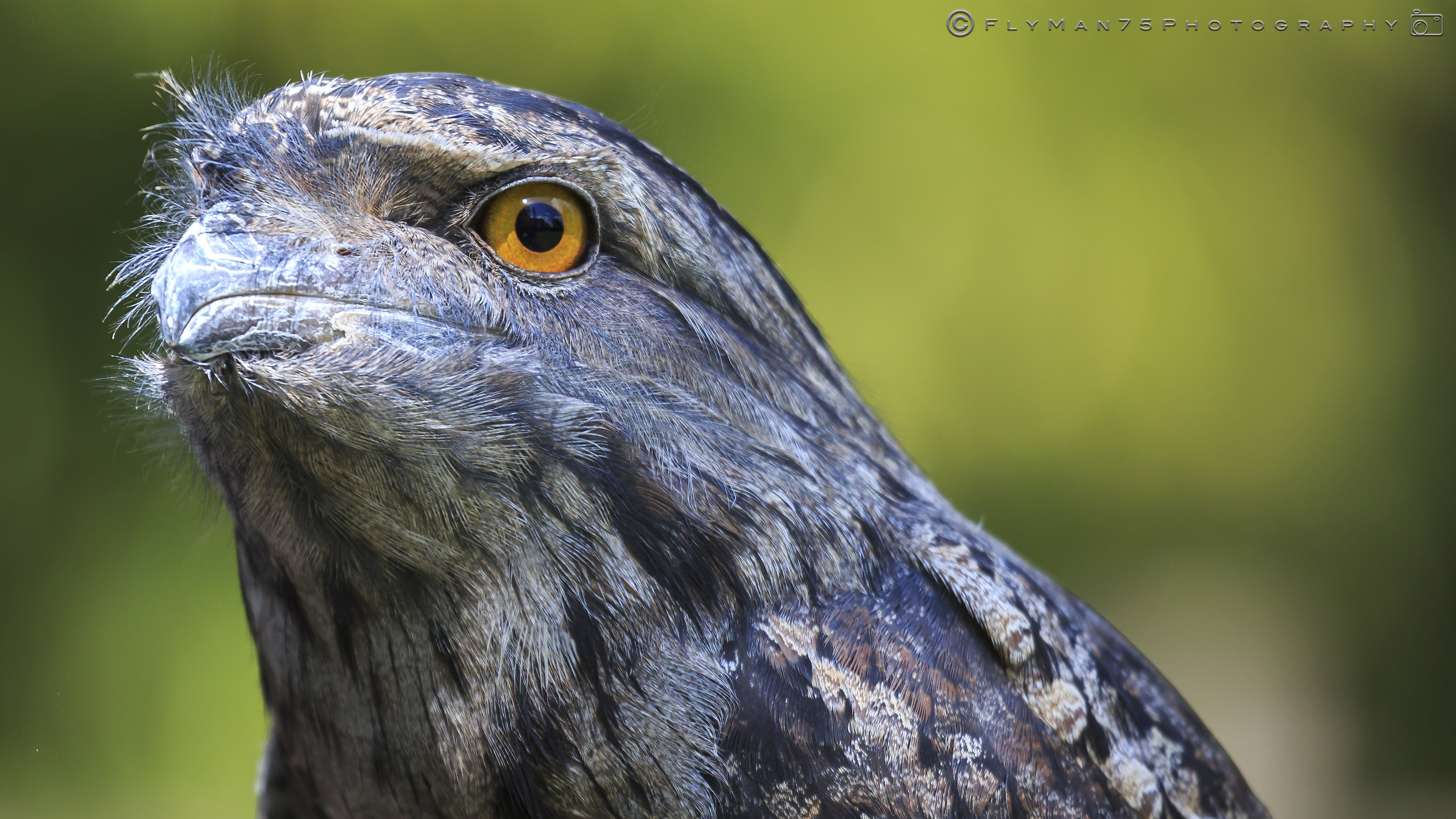 Oasis of St. Alexis (pv)