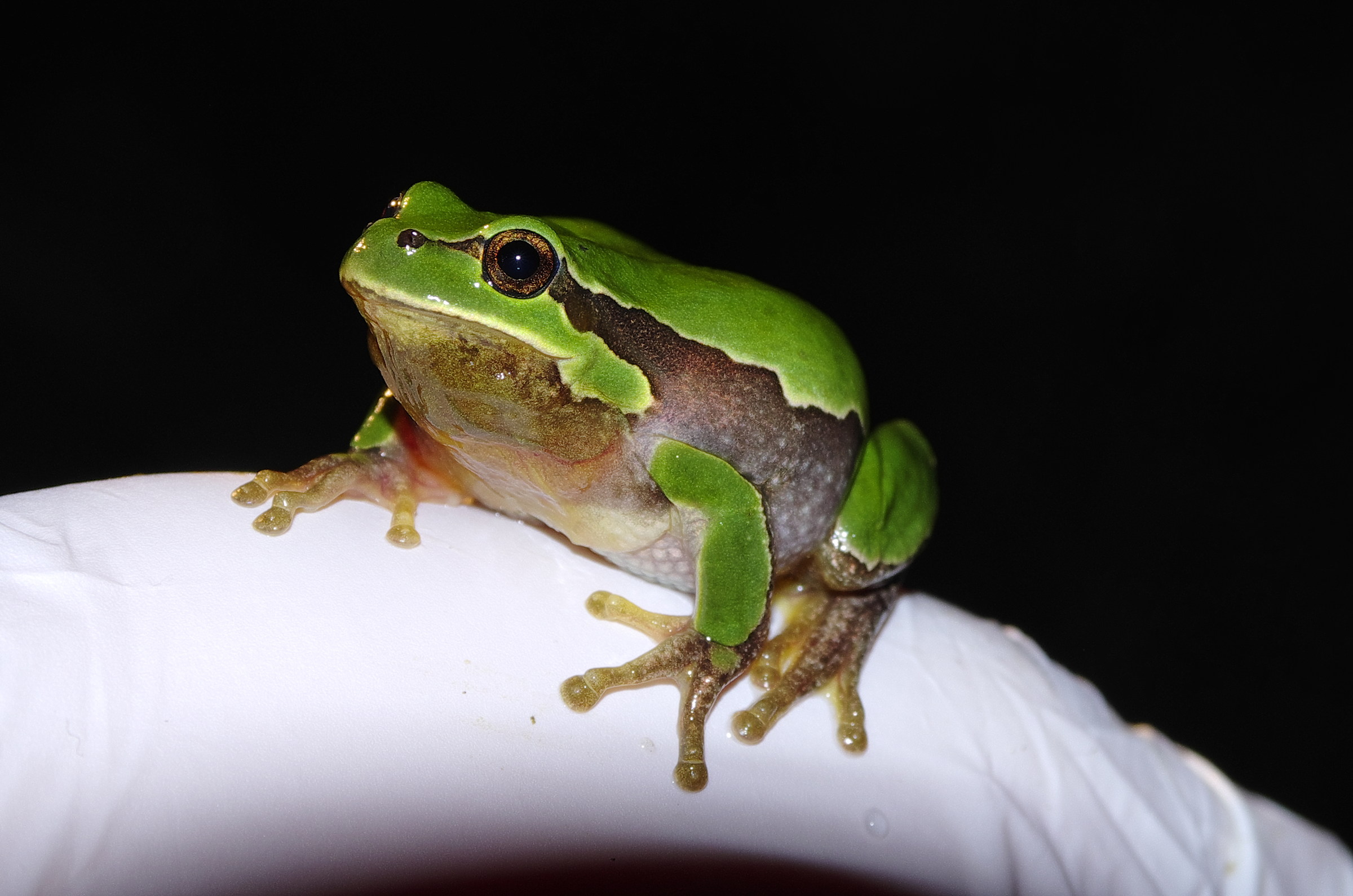 Hyla Intermedia