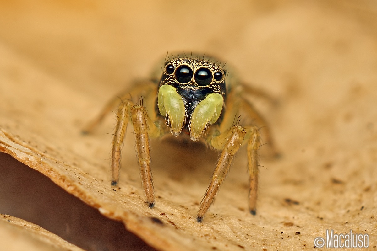 Heliophanus tribulosus (femmina)