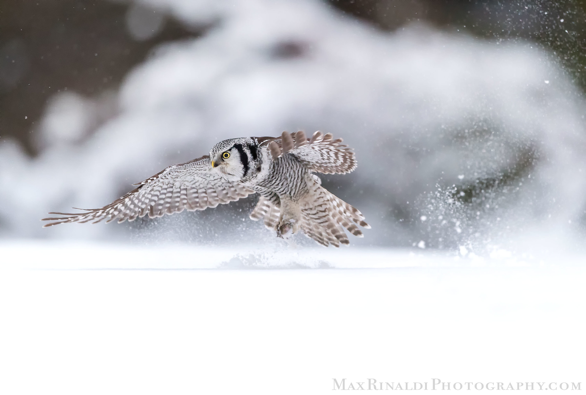 Surnia howls - Northern hawk owl